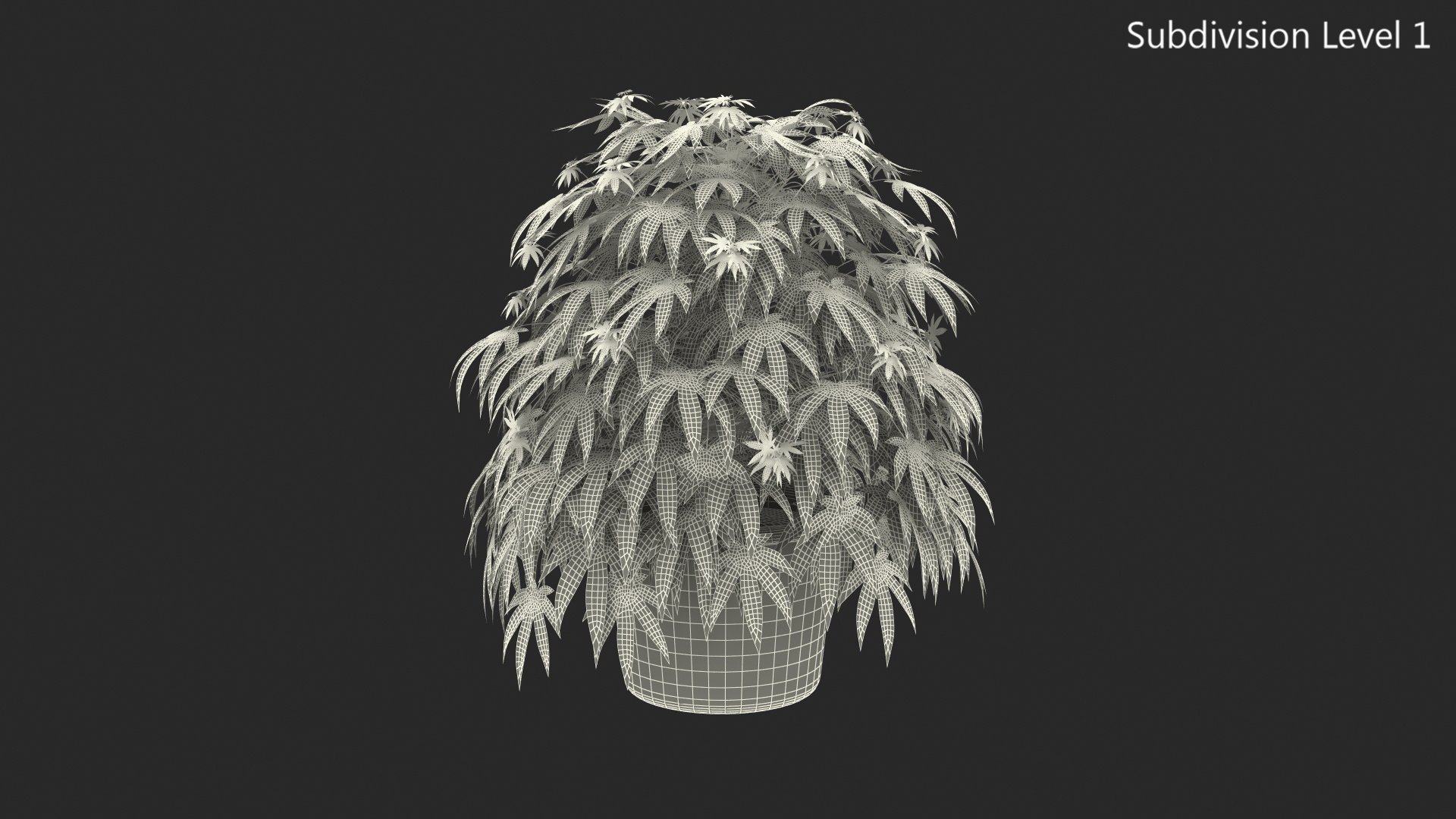 Marijuana Plant in a Pot 3D model