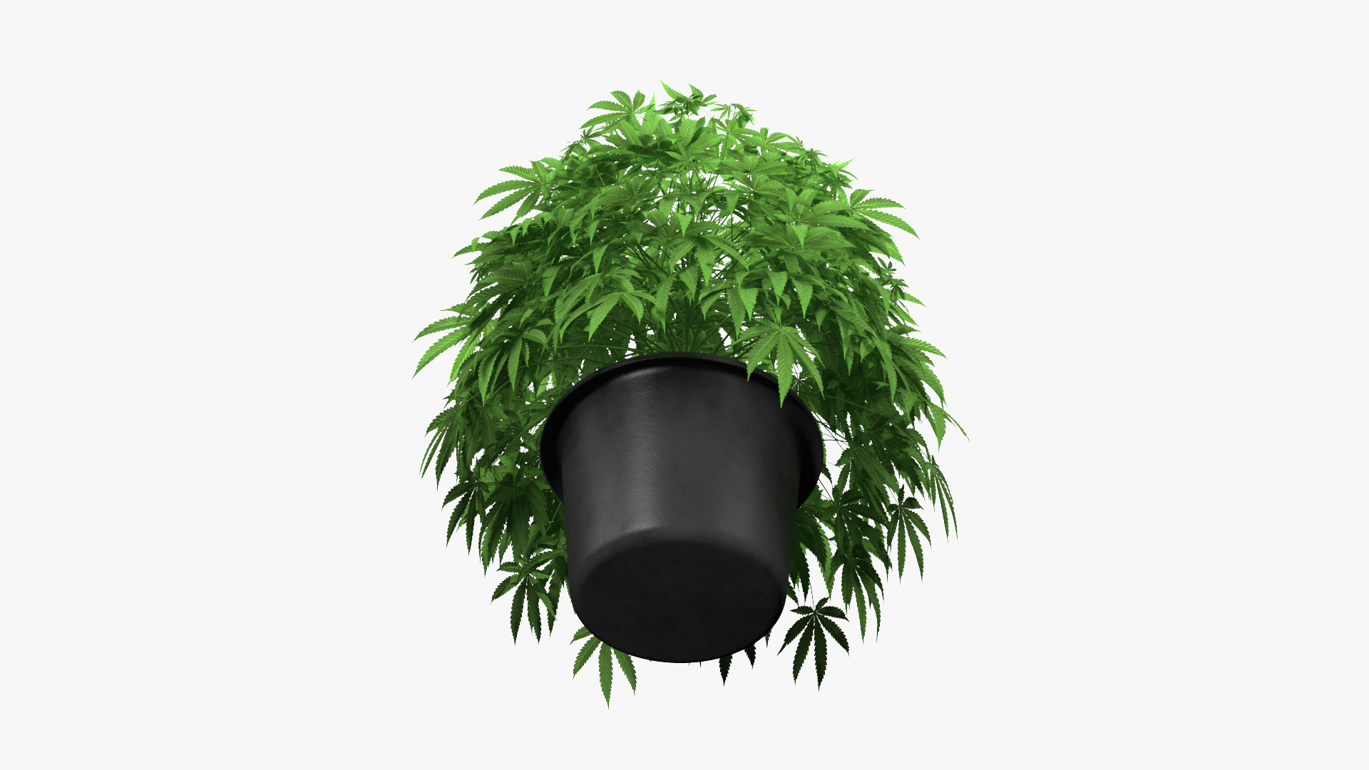 Marijuana Plant in a Pot 3D model