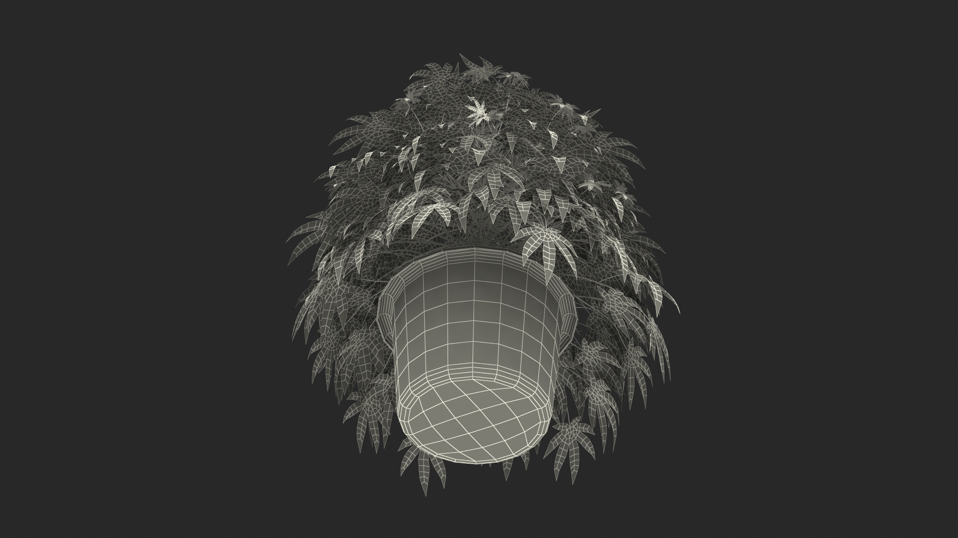 Marijuana Plant in a Pot 3D model