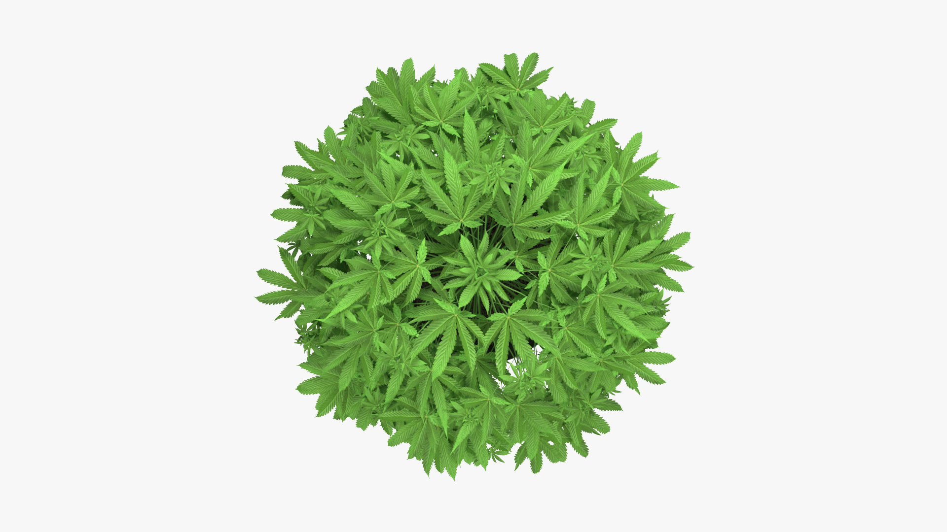 Marijuana Plant in a Pot 3D model