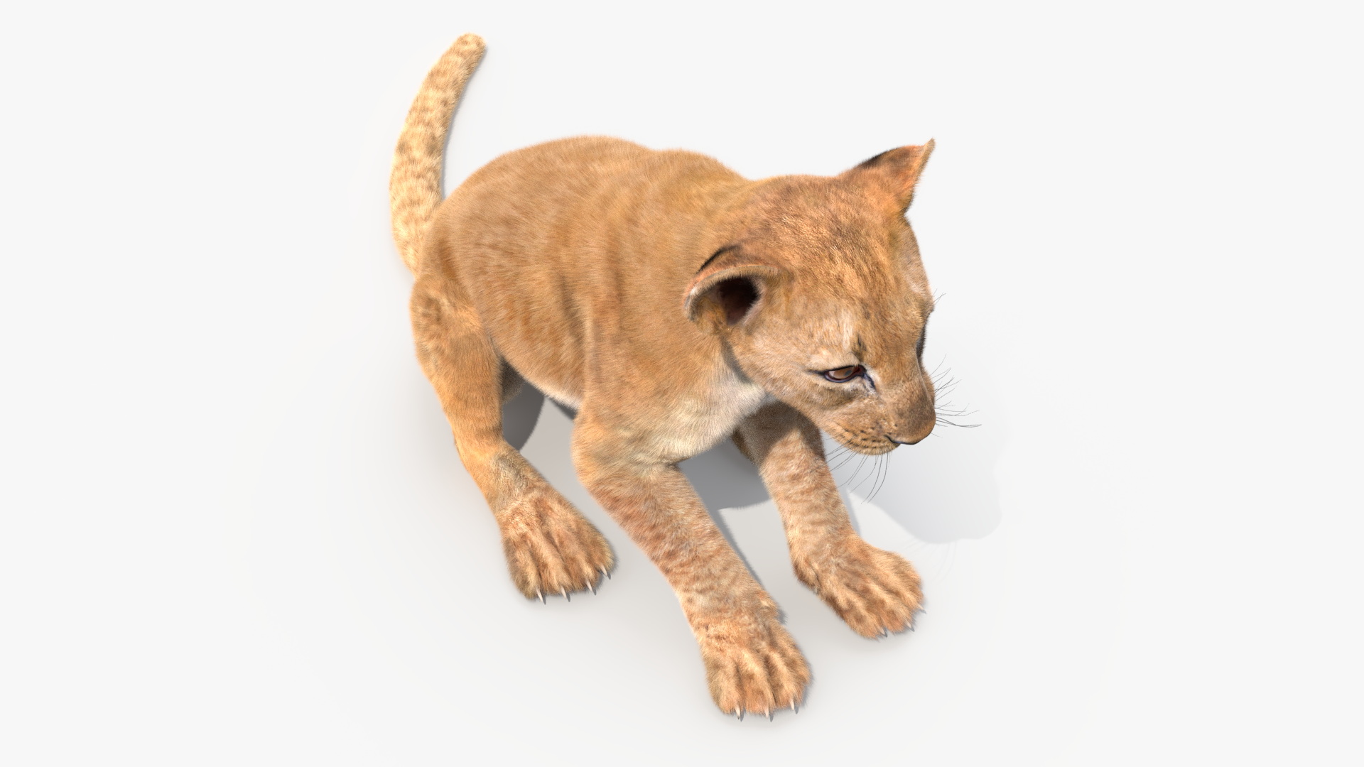 3D model Lion Cub Sitting Fur