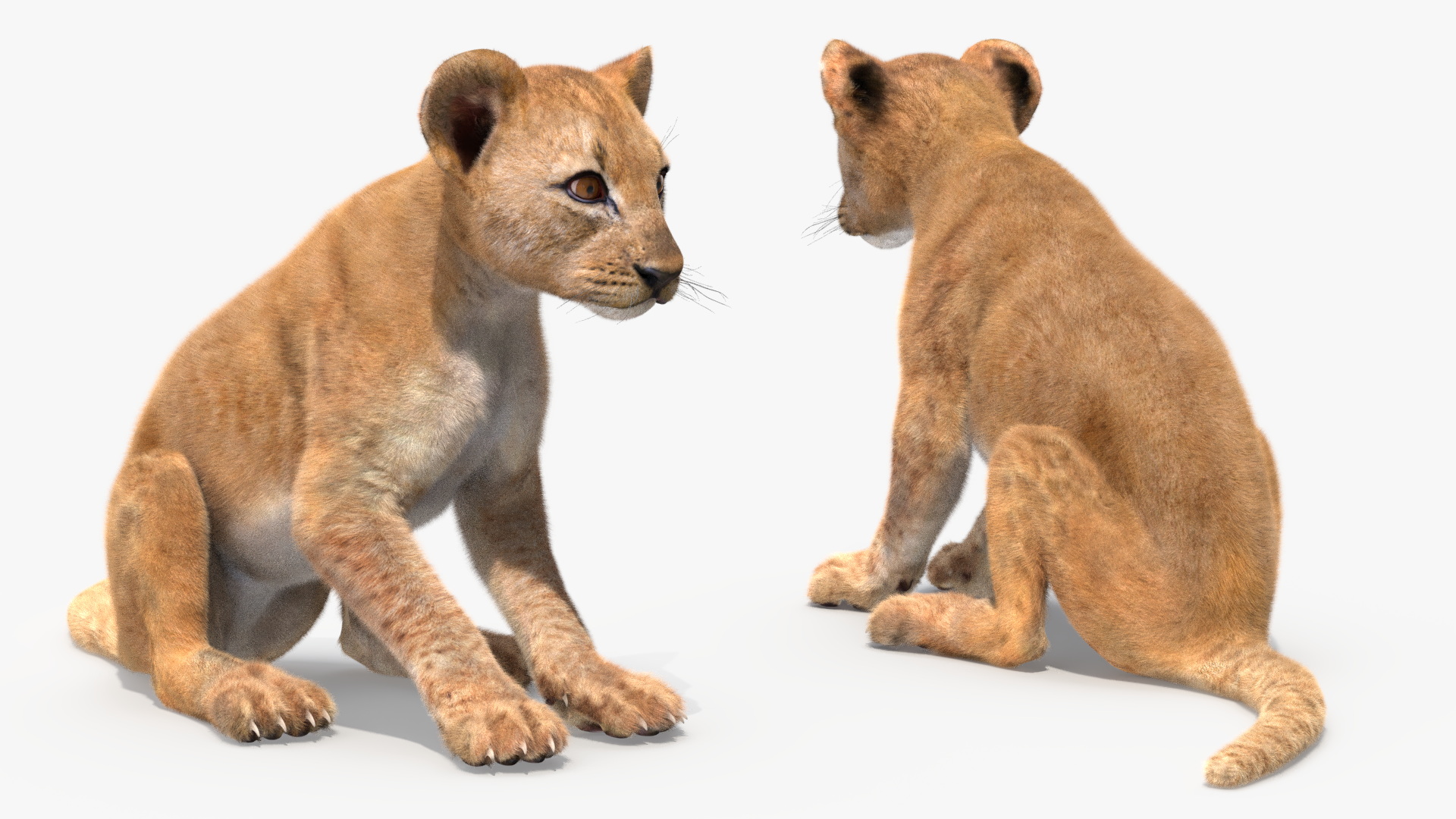 3D model Lion Cub Sitting Fur