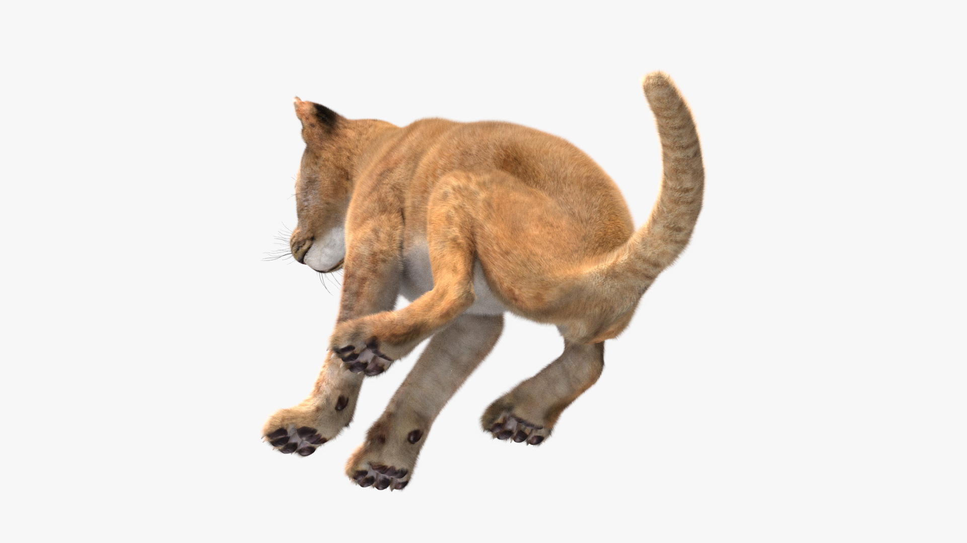 3D model Lion Cub Sitting Fur