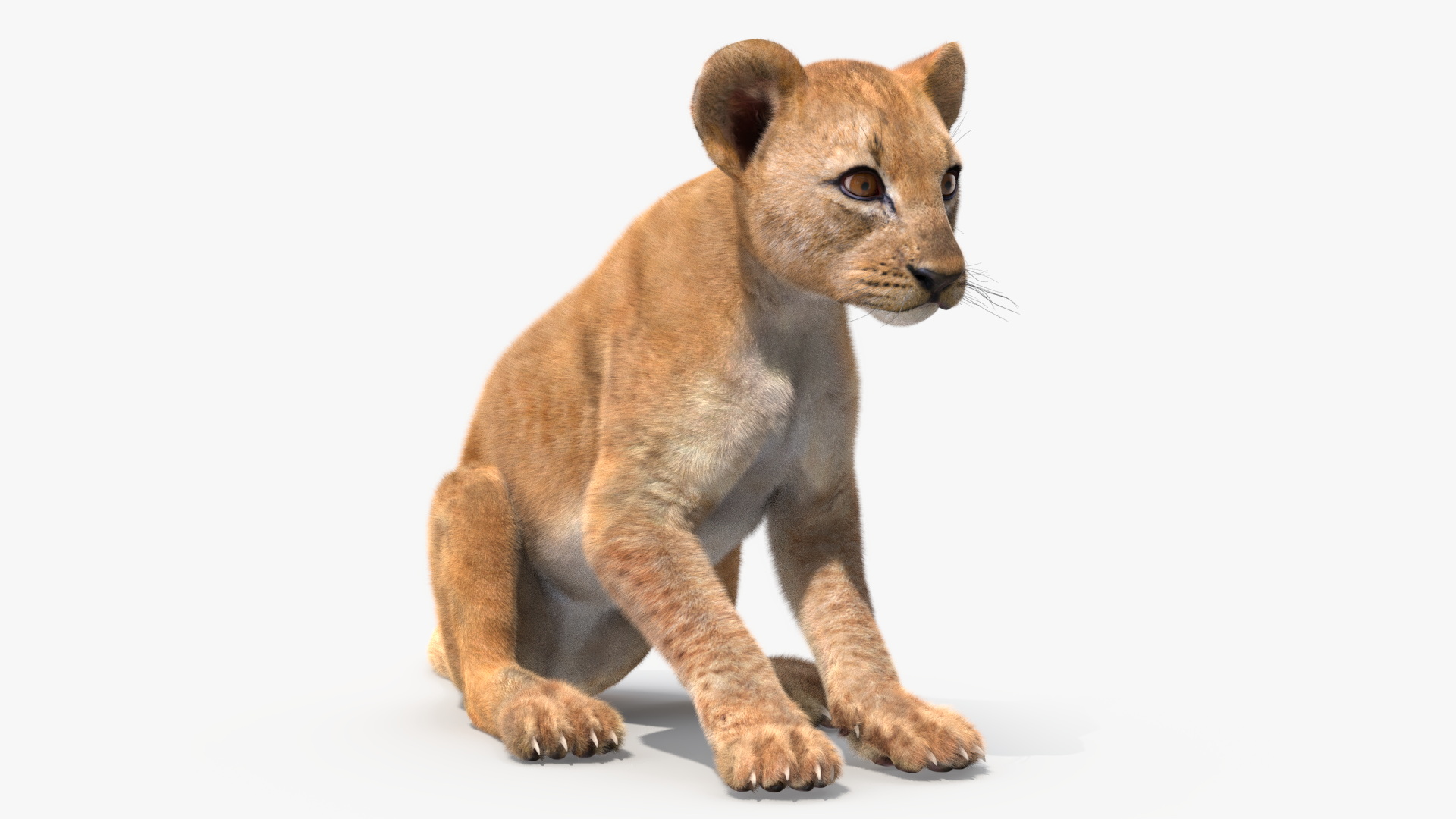 3D model Lion Cub Sitting Fur