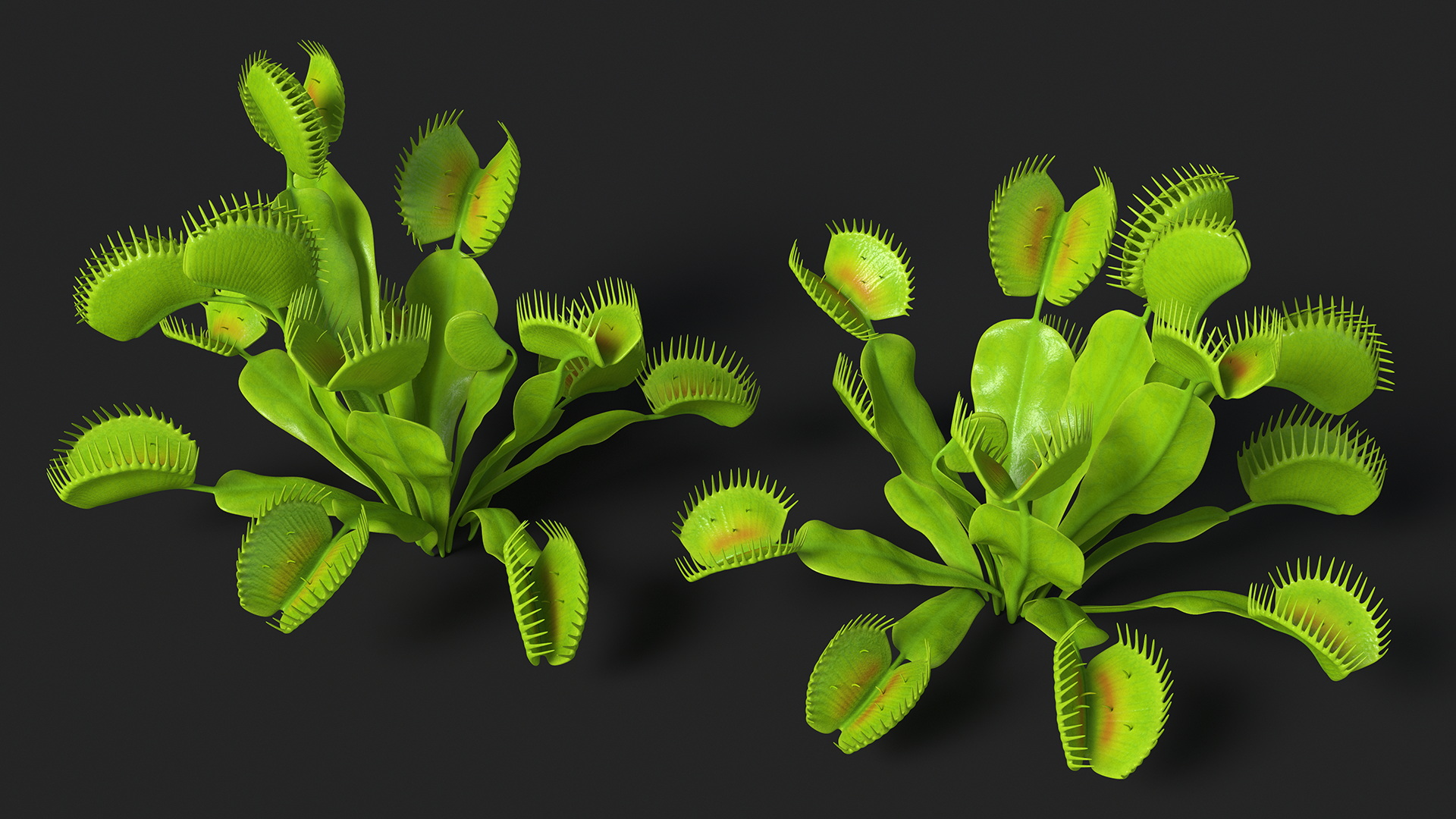 3D Dionaea Muscipula Green model