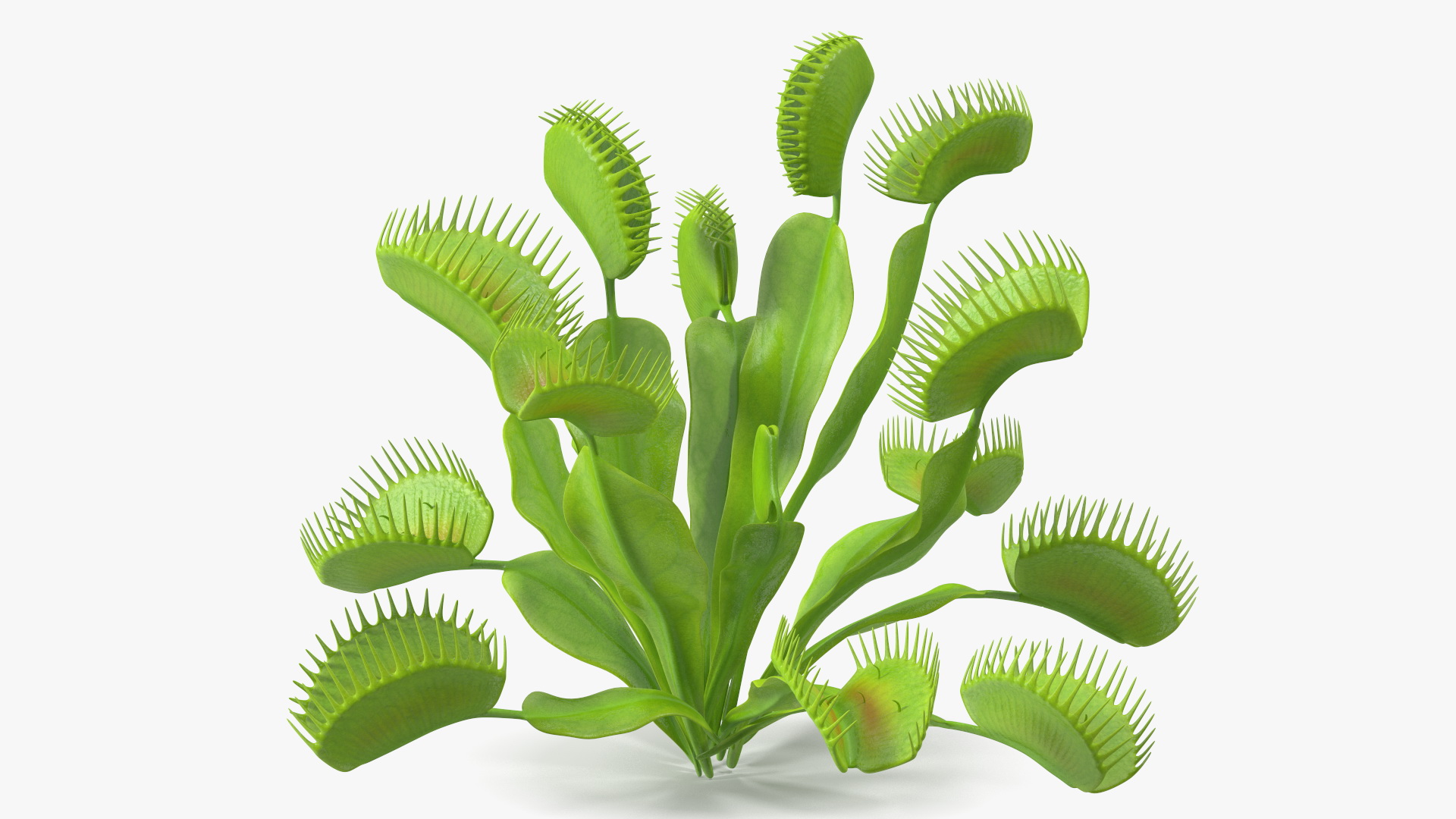 3D Dionaea Muscipula Green model