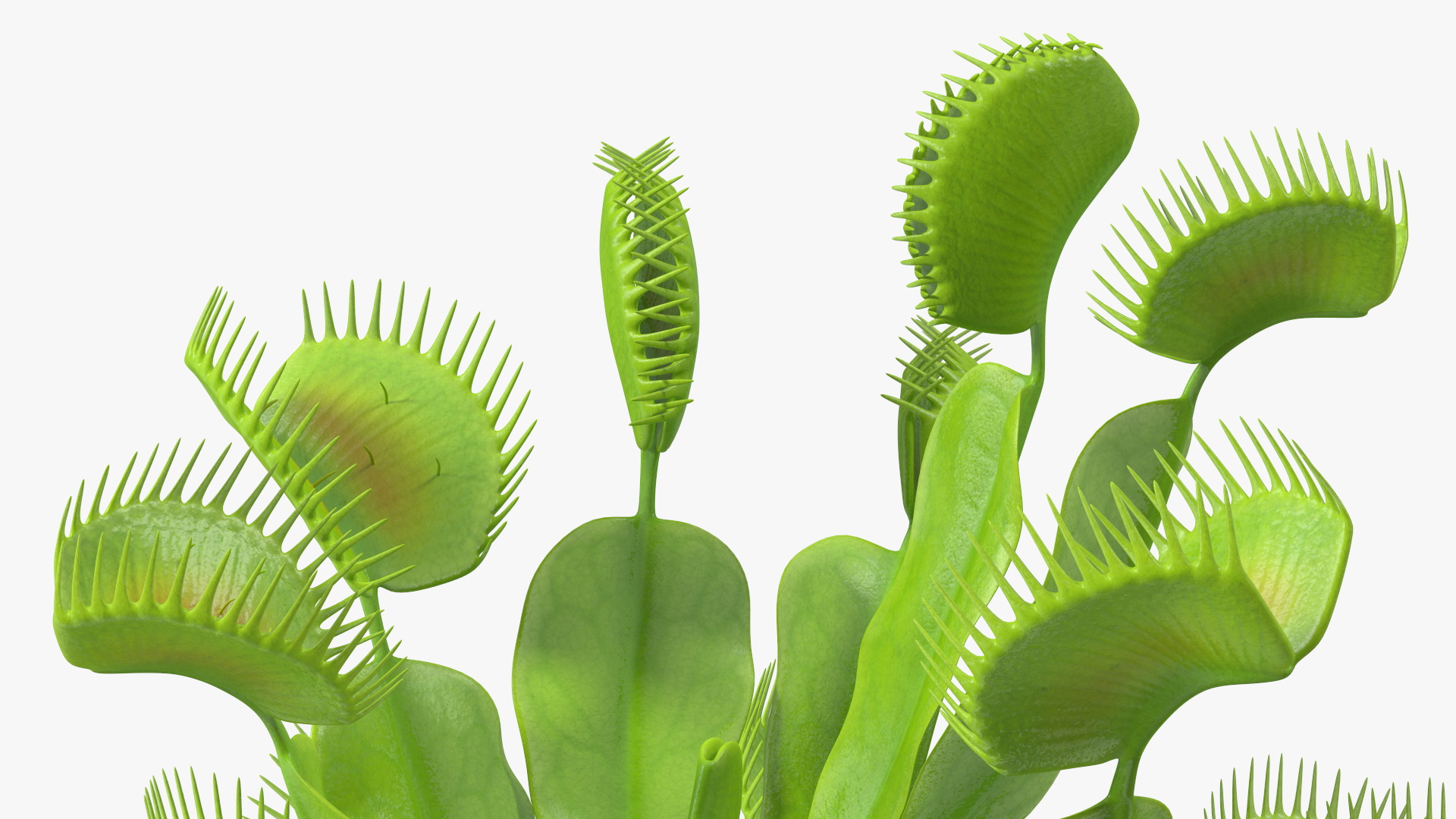 3D Dionaea Muscipula Green model