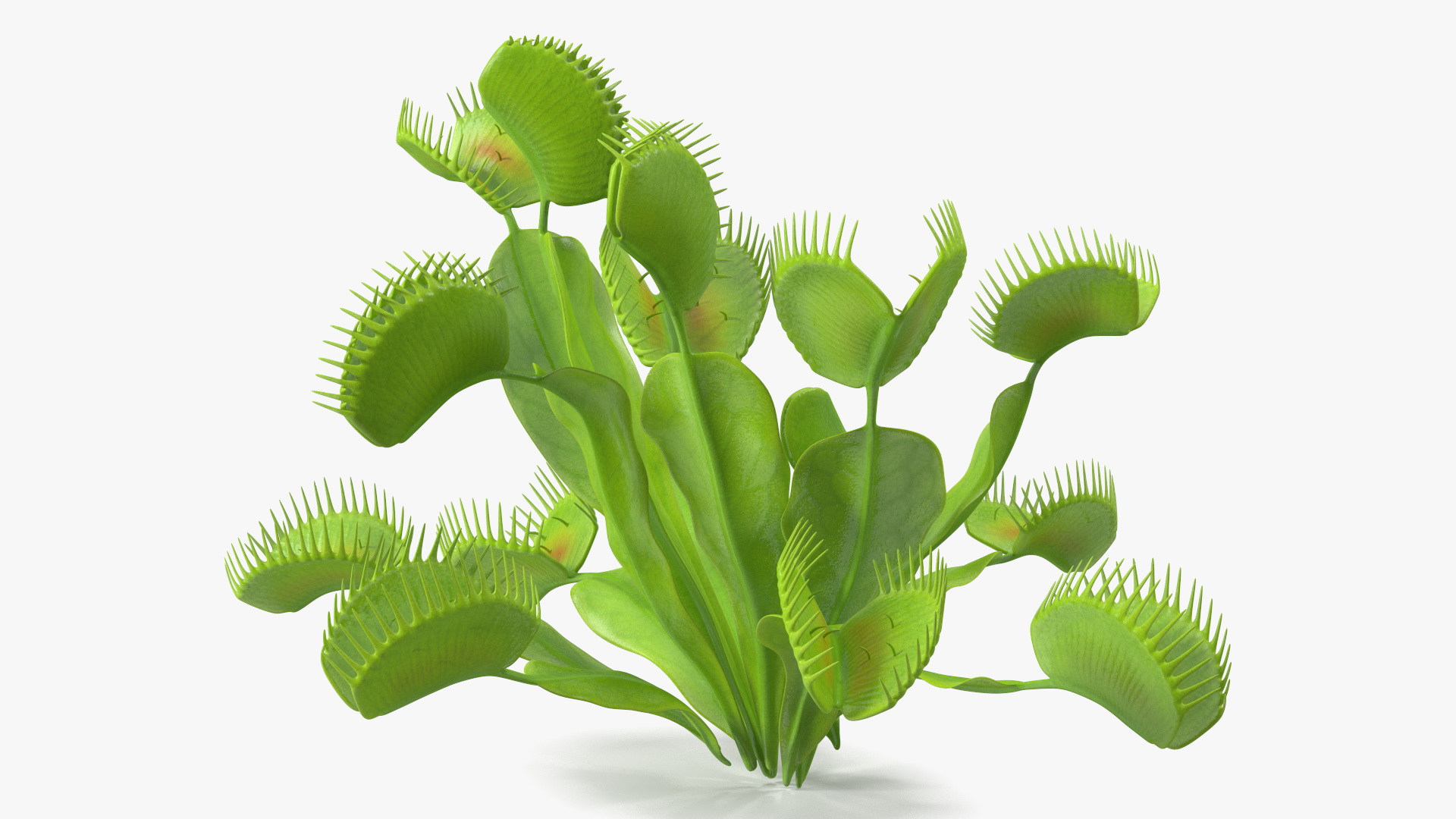 3D Dionaea Muscipula Green model