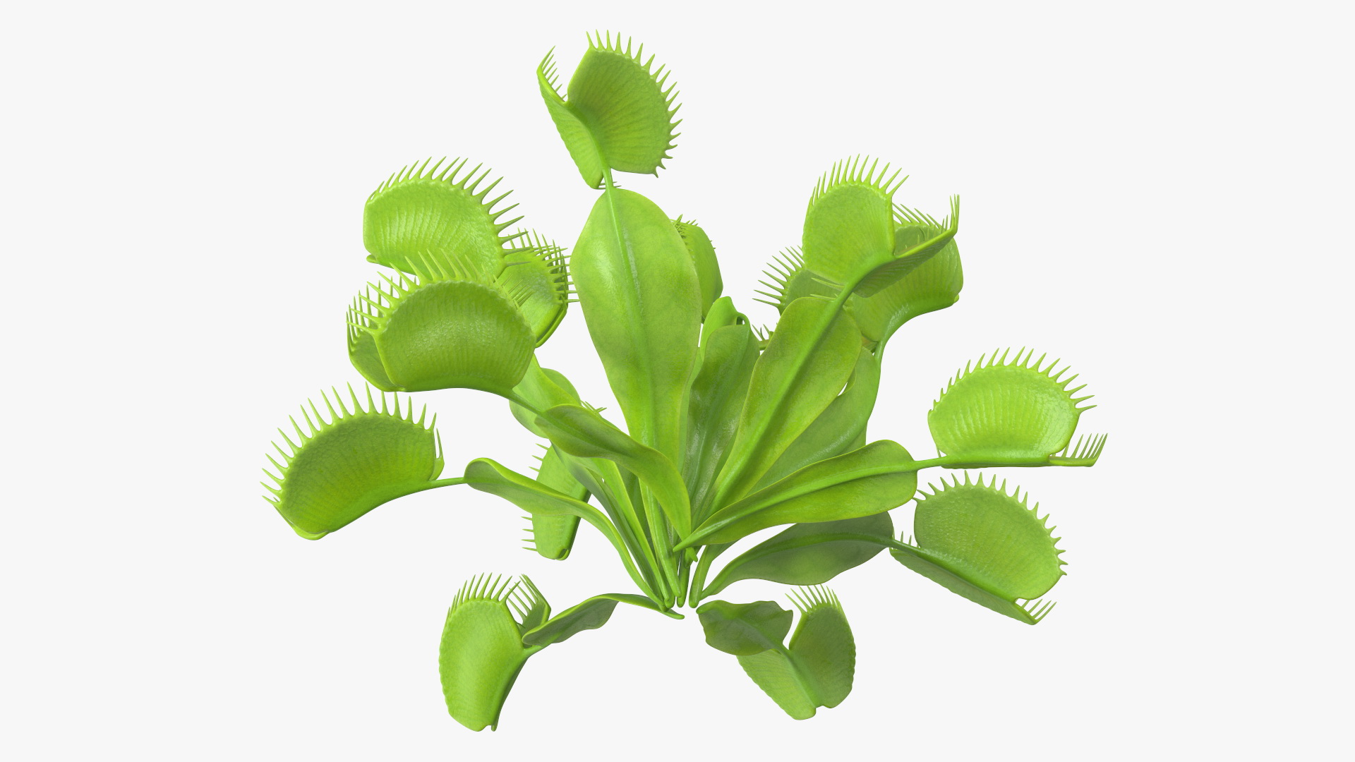 3D Dionaea Muscipula Green model