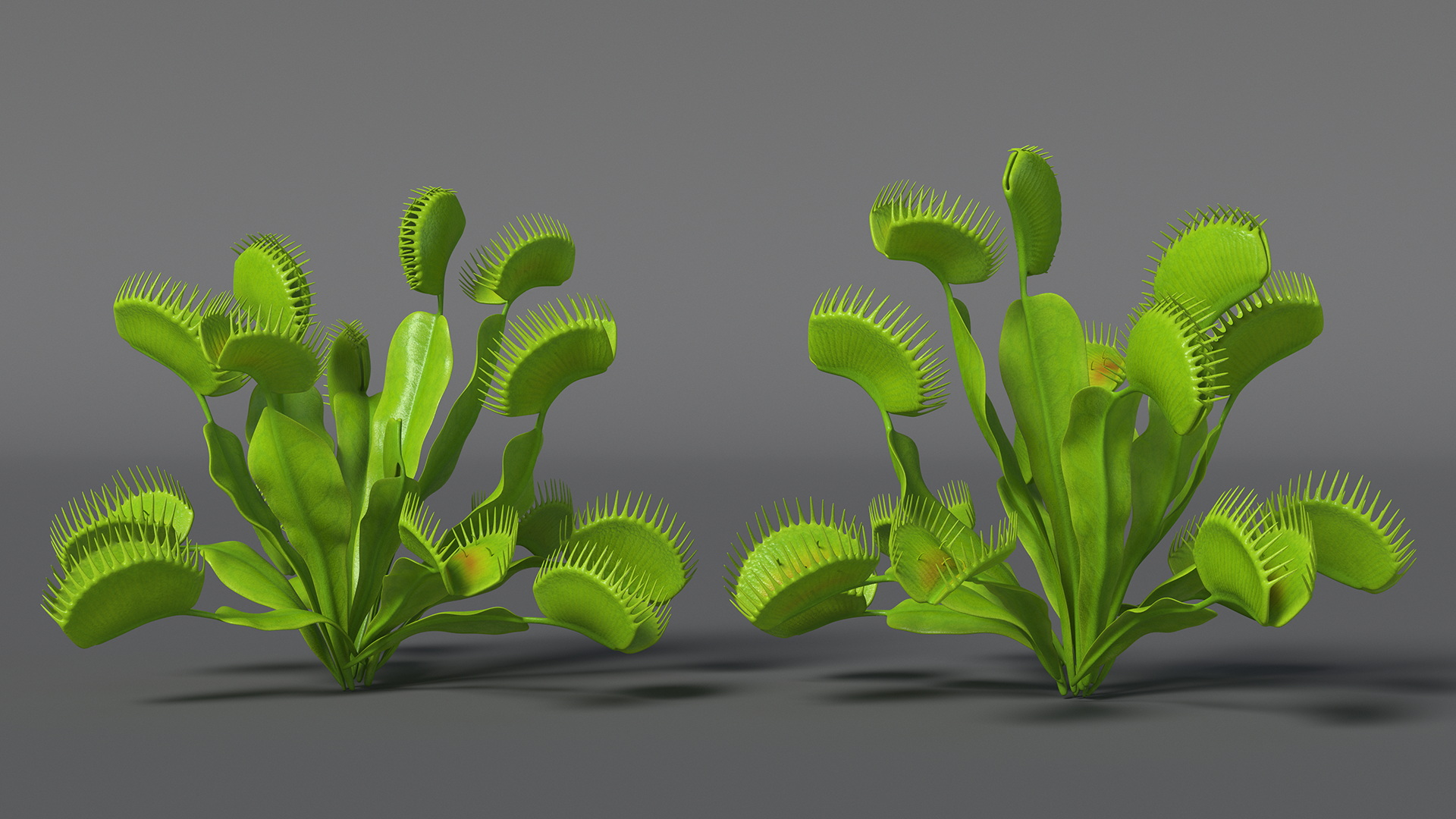 3D Dionaea Muscipula Green model