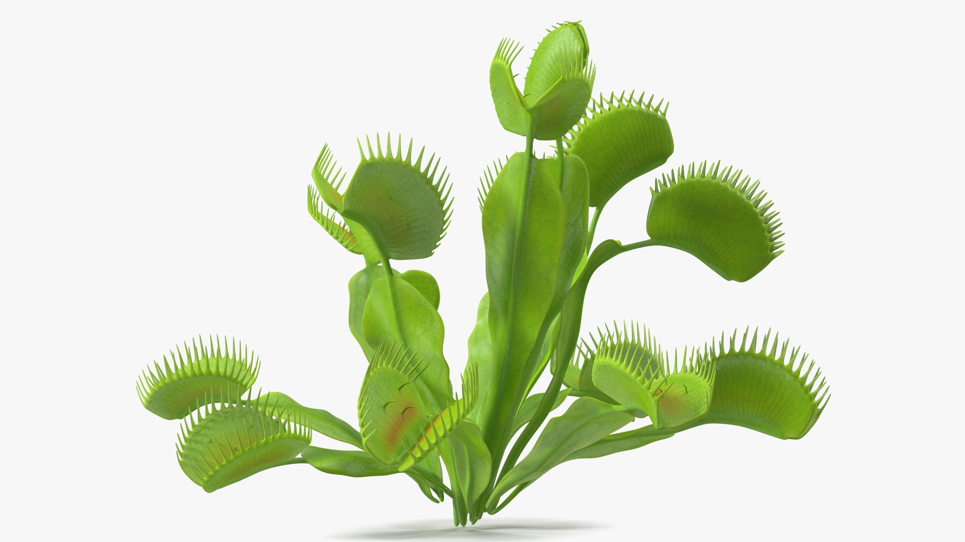 3D Dionaea Muscipula Green model