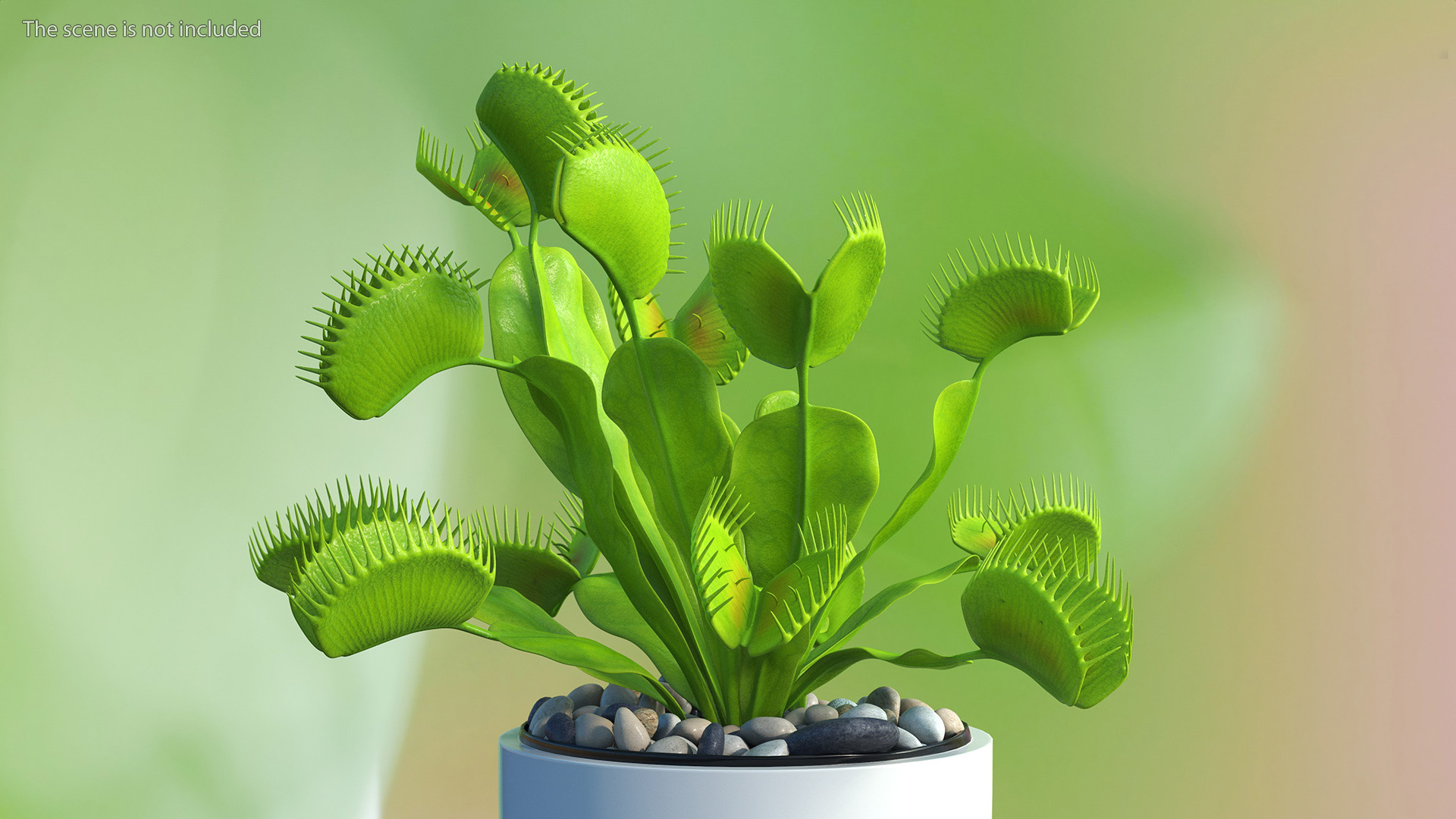 3D Dionaea Muscipula Green model