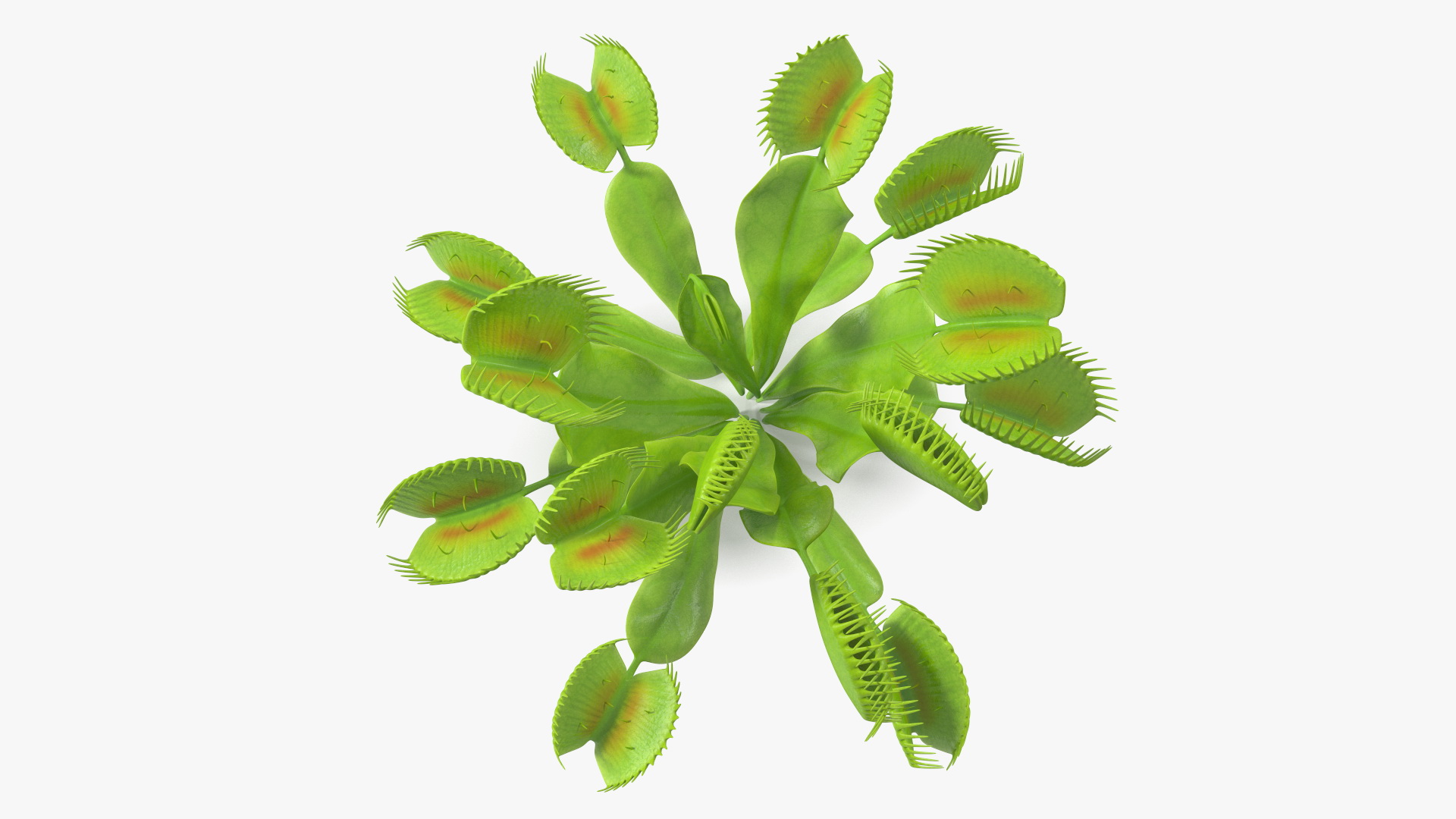 3D Dionaea Muscipula Green model
