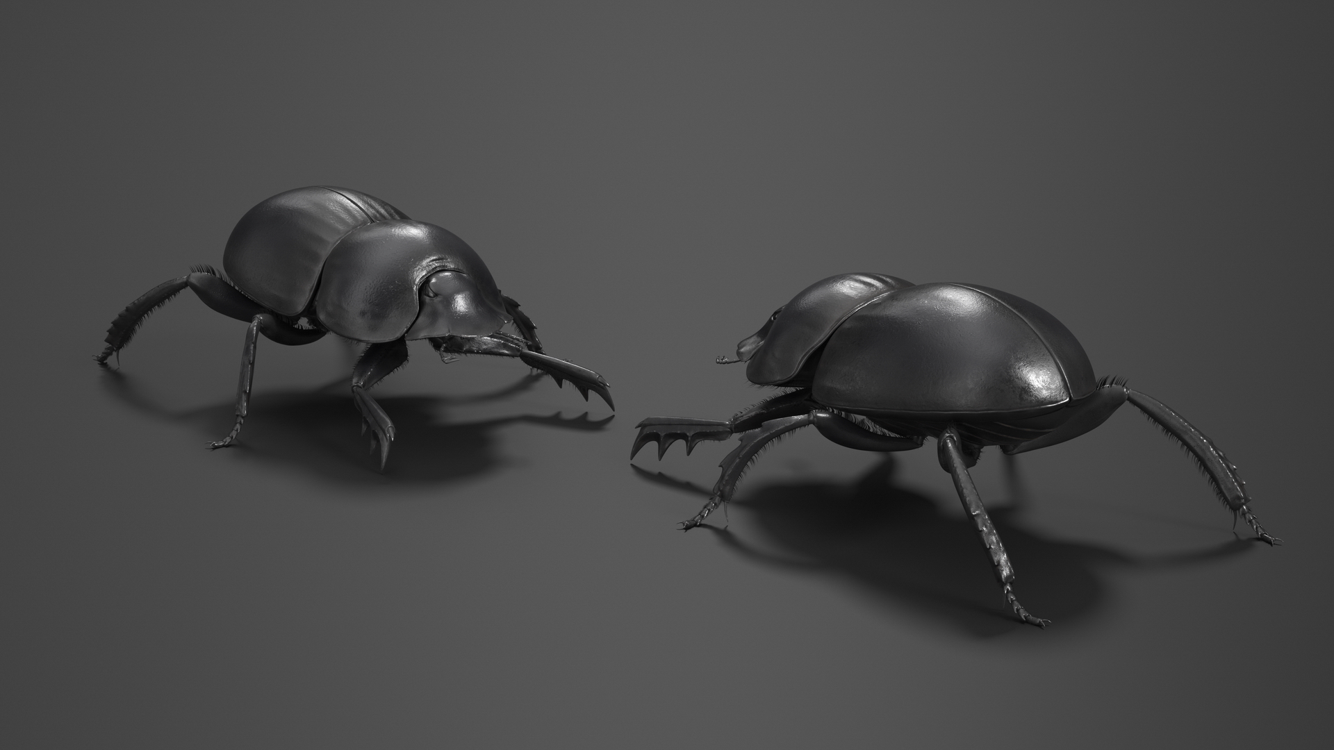 3D Scarabs Rigged Fur model