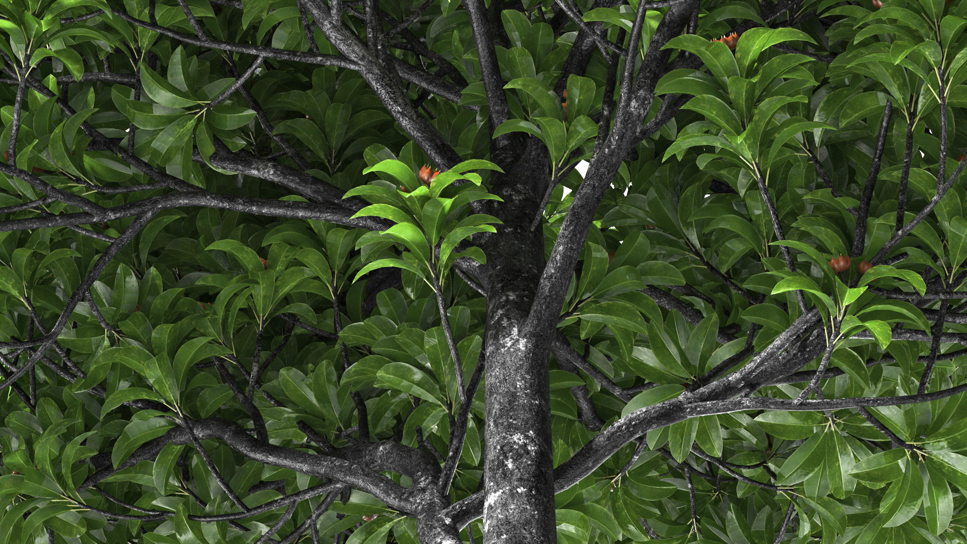 Star Anise Tree with Fruits 3D