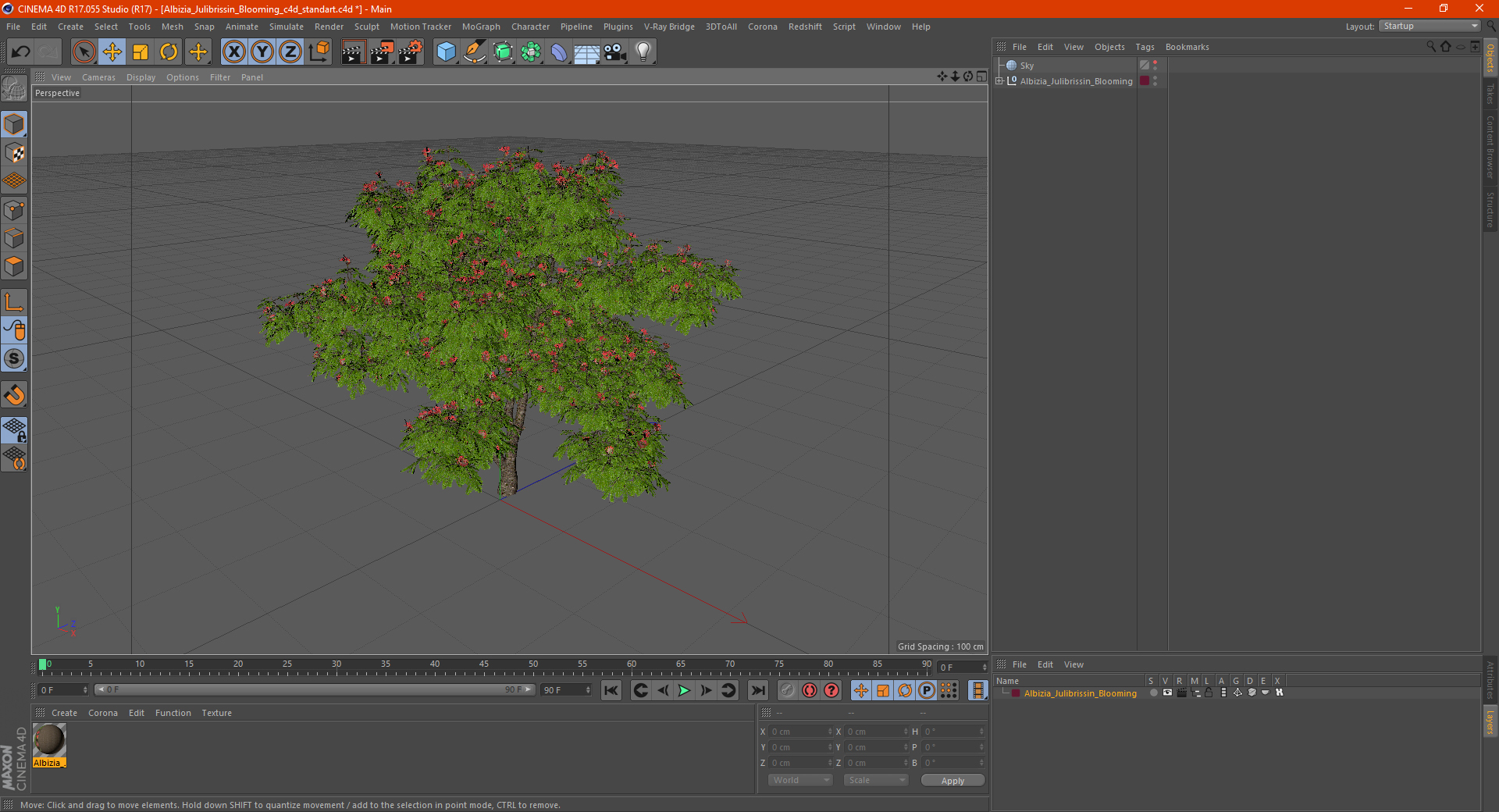 3D Albizia Julibrissin Blooming model