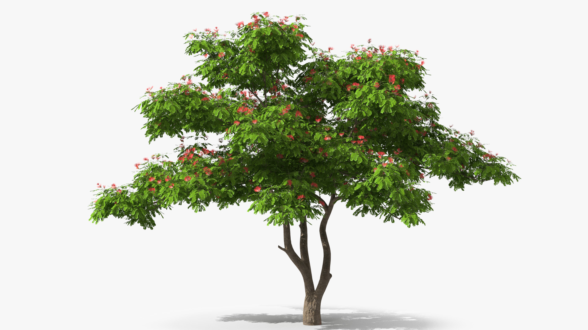 3D Albizia Julibrissin Blooming model