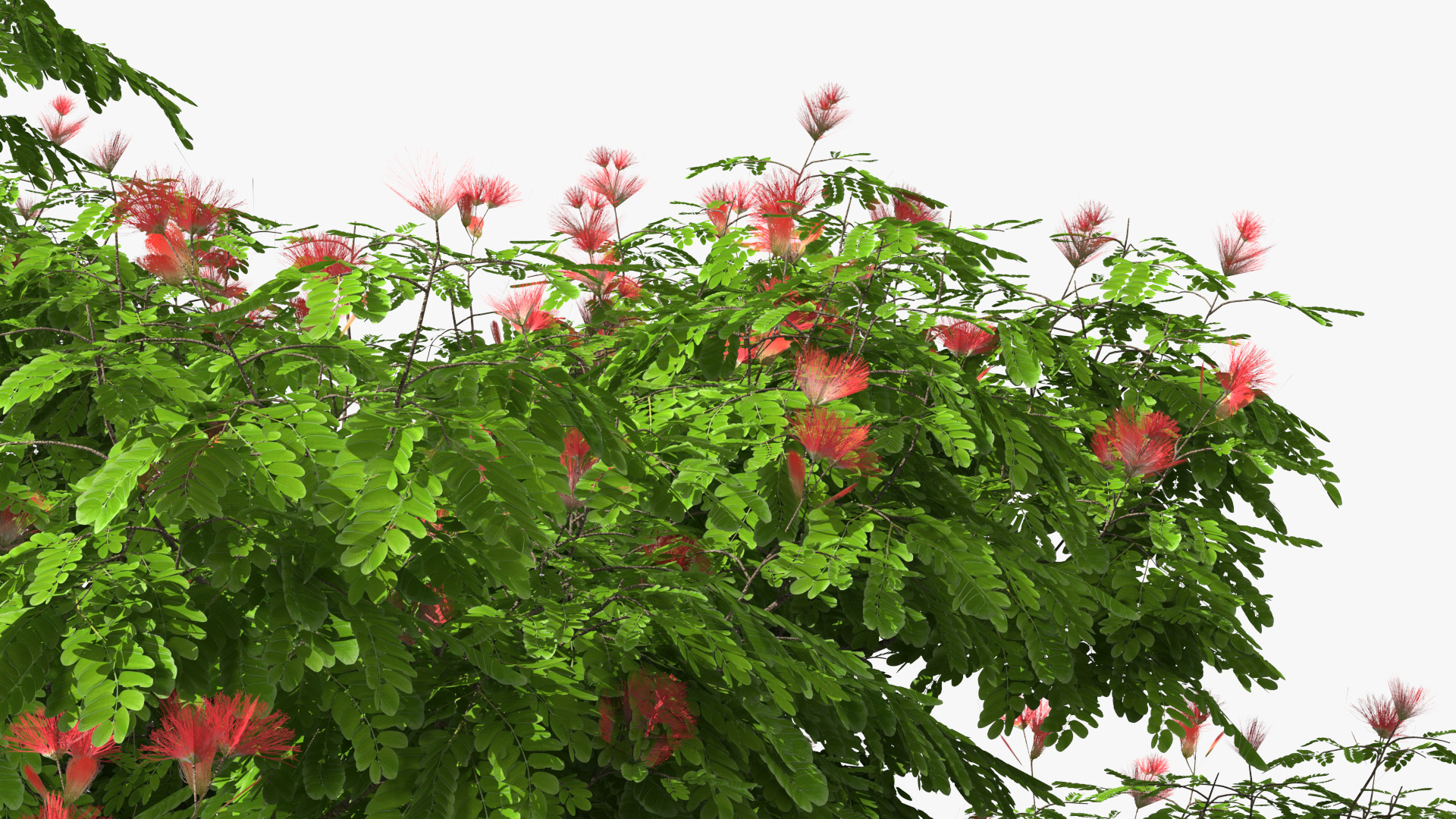 3D Albizia Julibrissin Blooming model