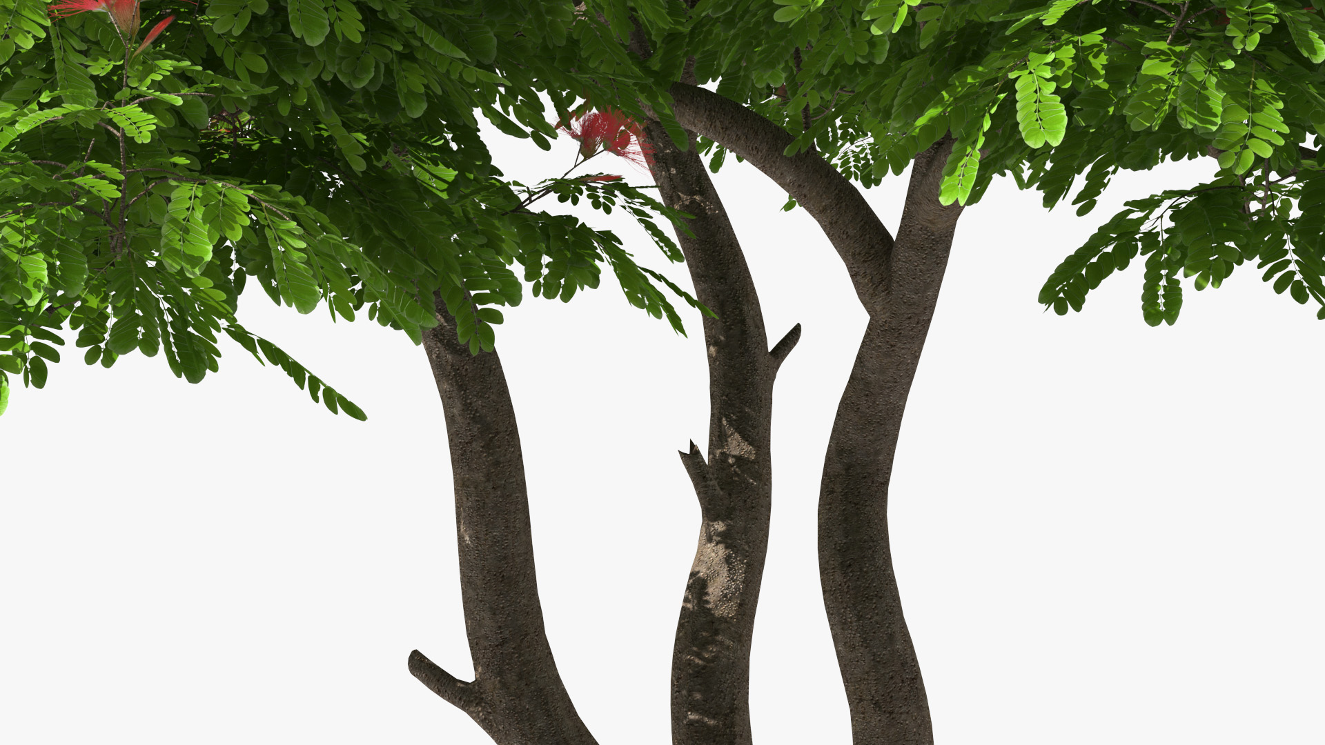 3D Albizia Julibrissin Blooming model