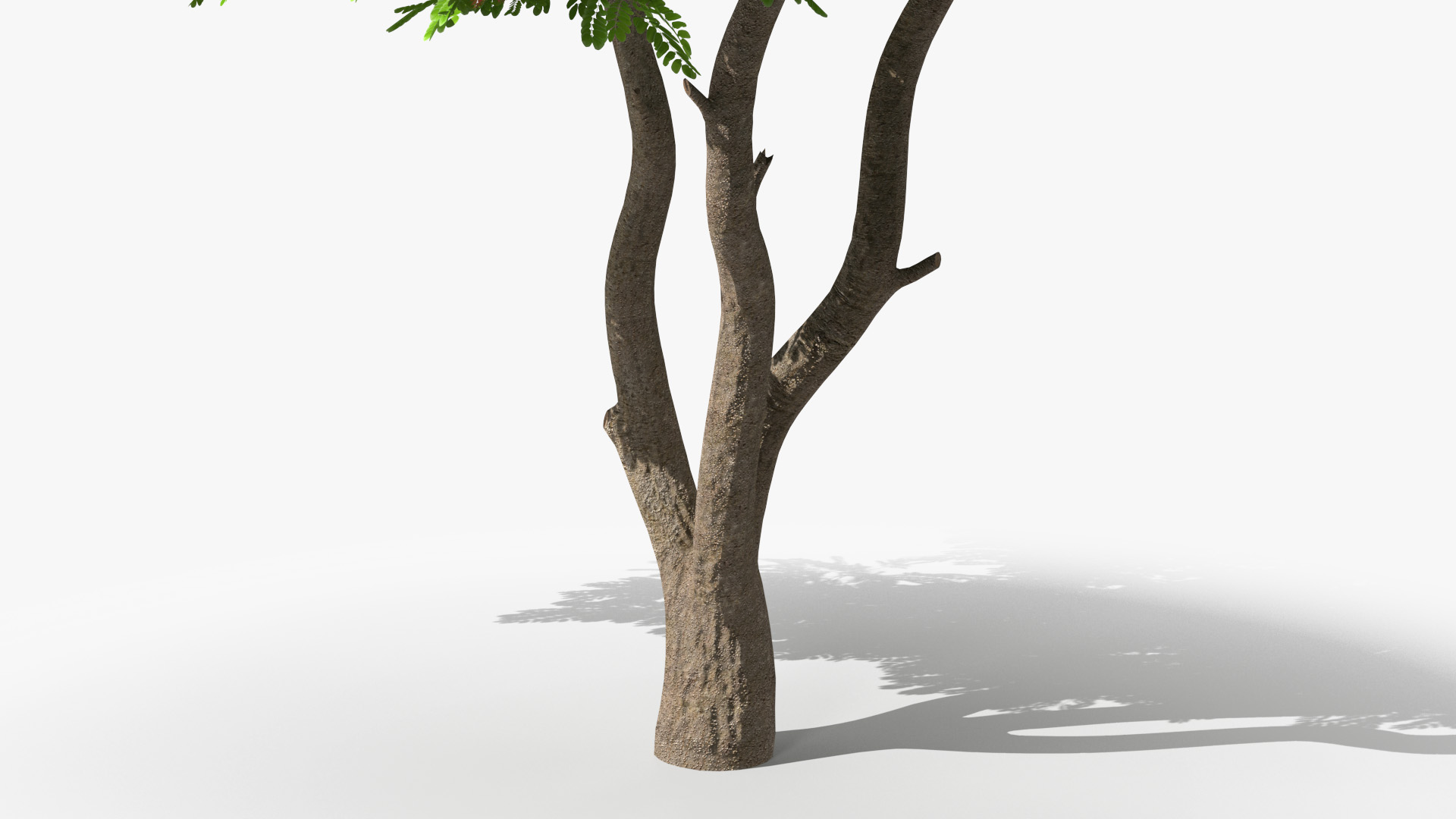 3D Albizia Julibrissin Blooming model