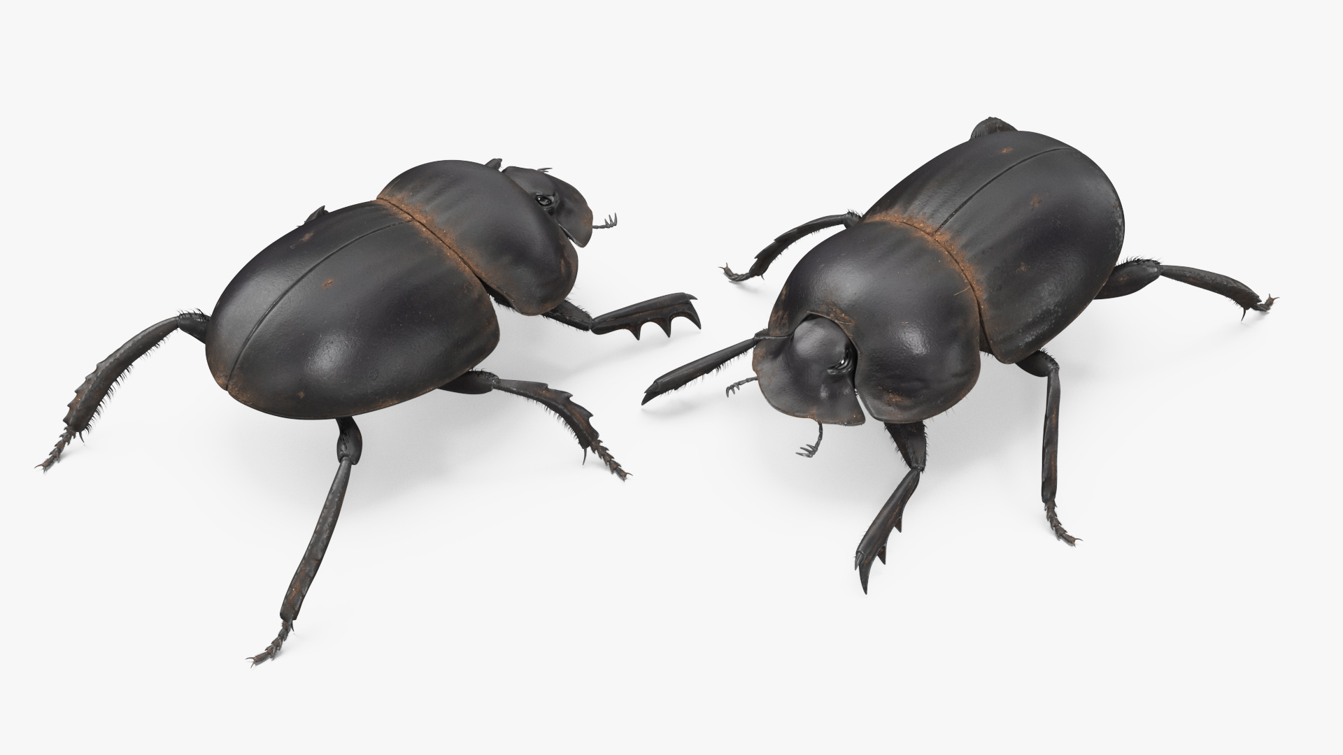 3D Dung Beetle Dirty Fur