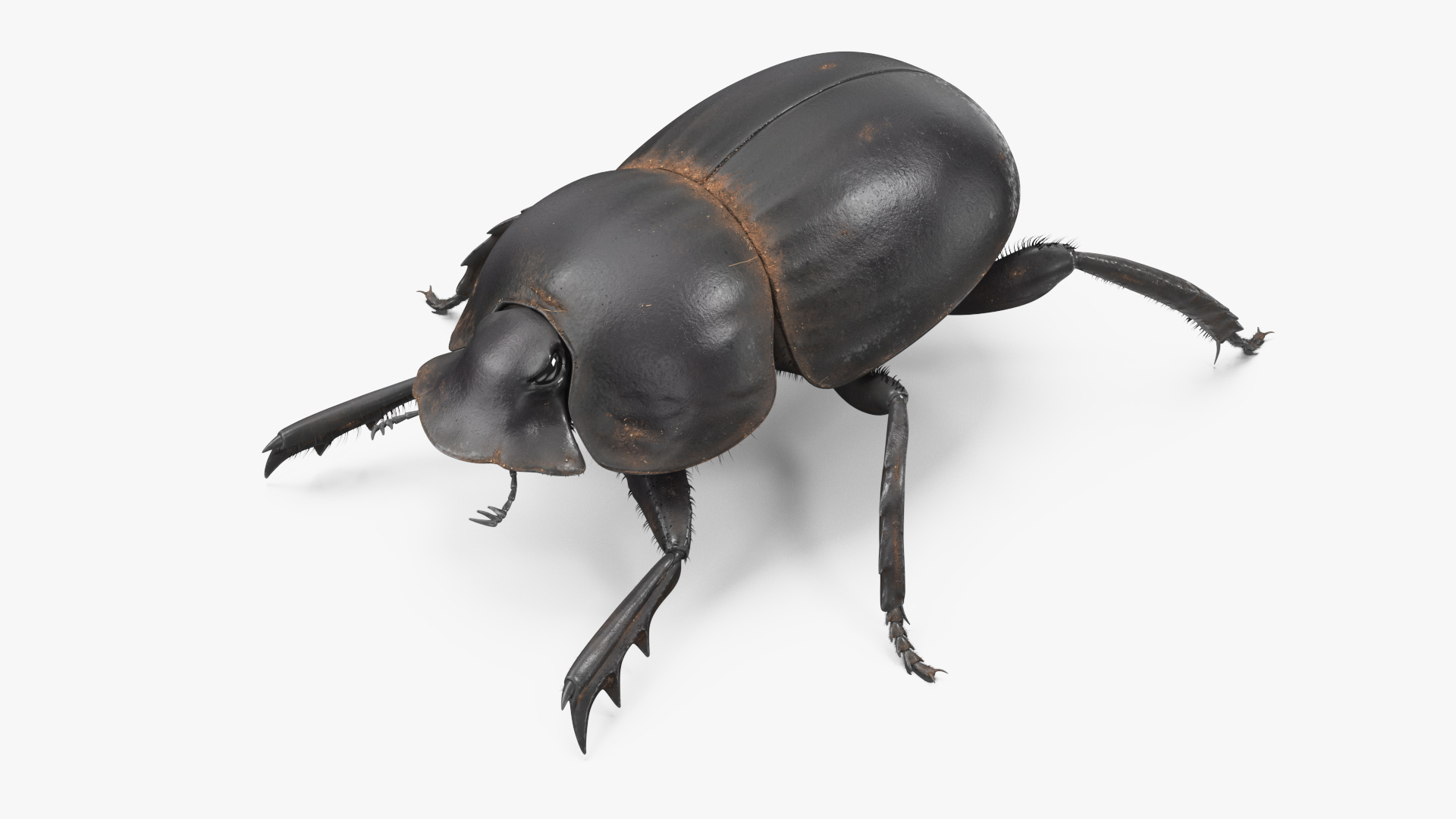 3D Dung Beetle Dirty Fur