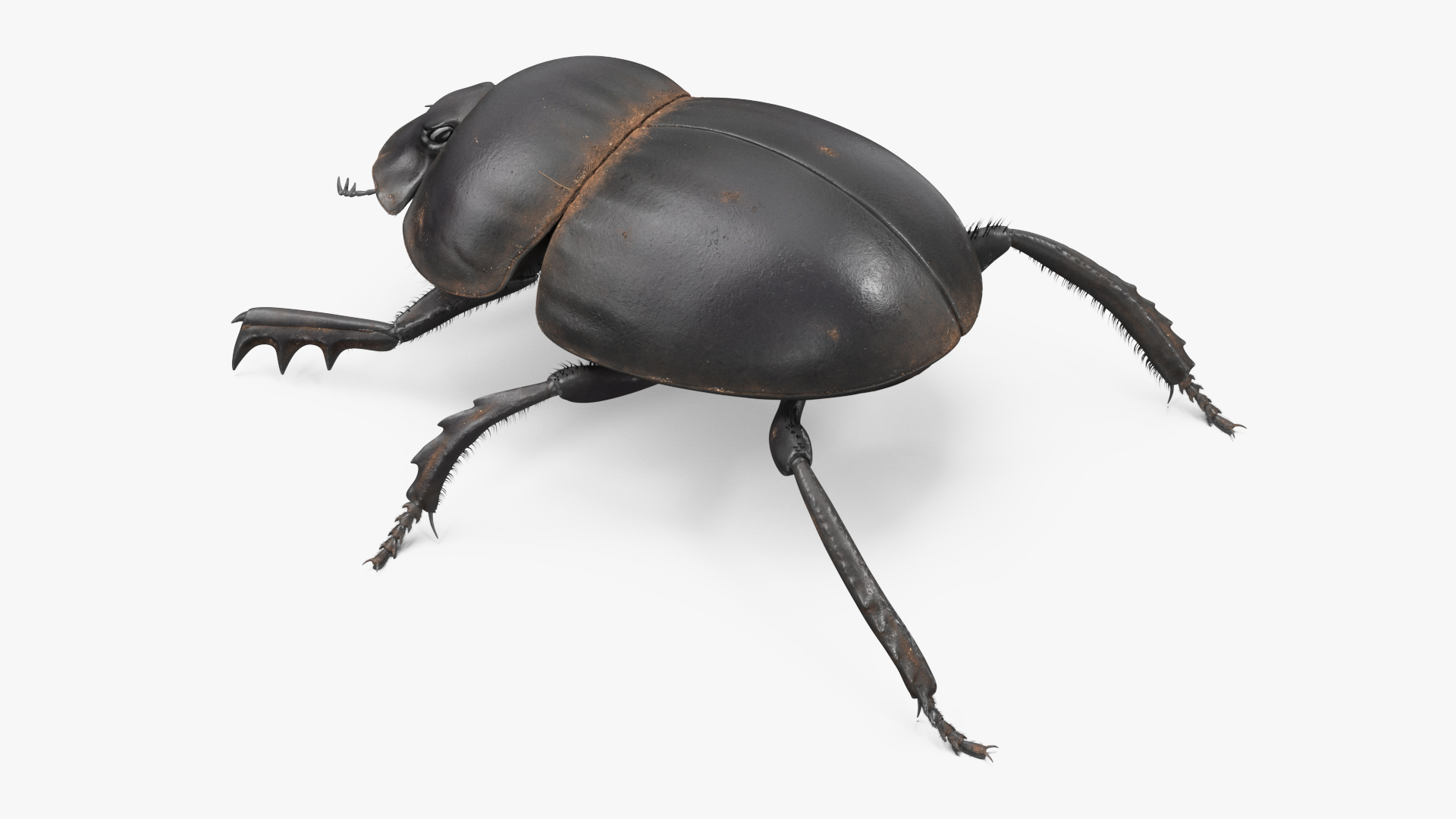 3D Dung Beetle Dirty Fur