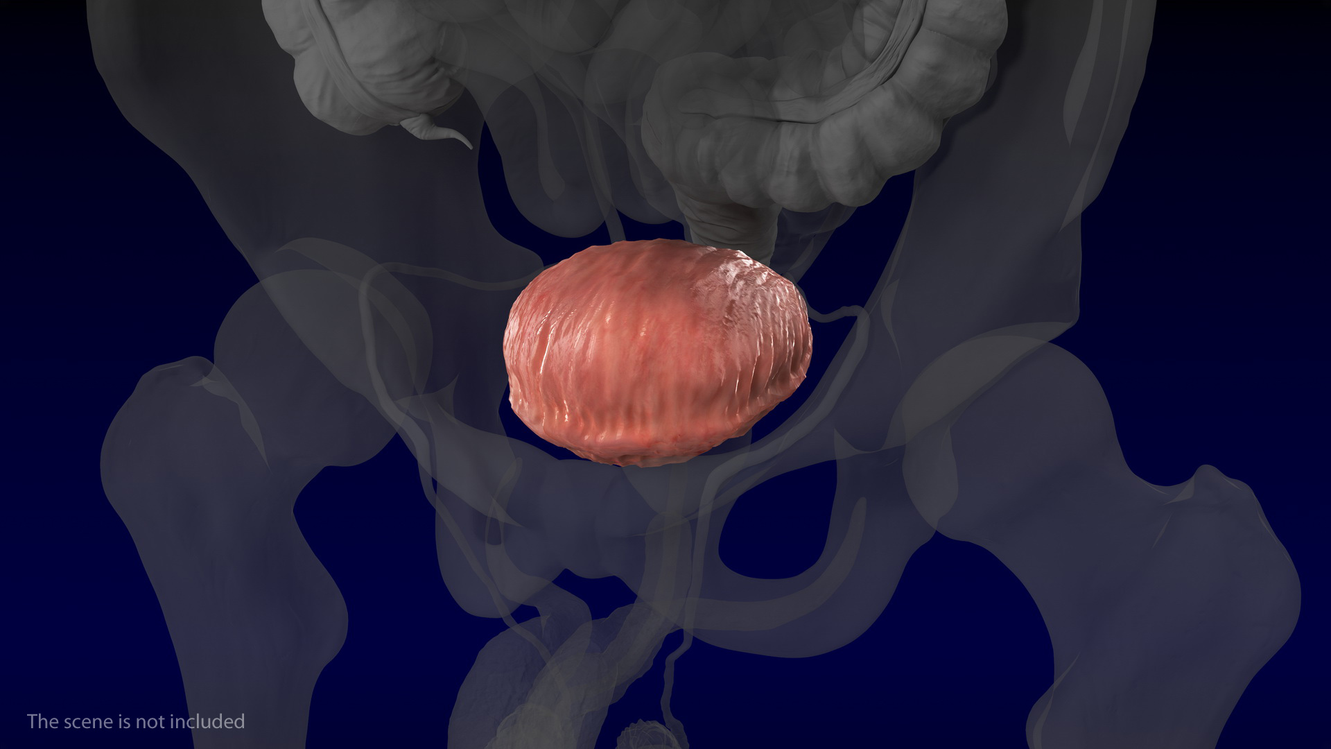 3D Human Bladder model