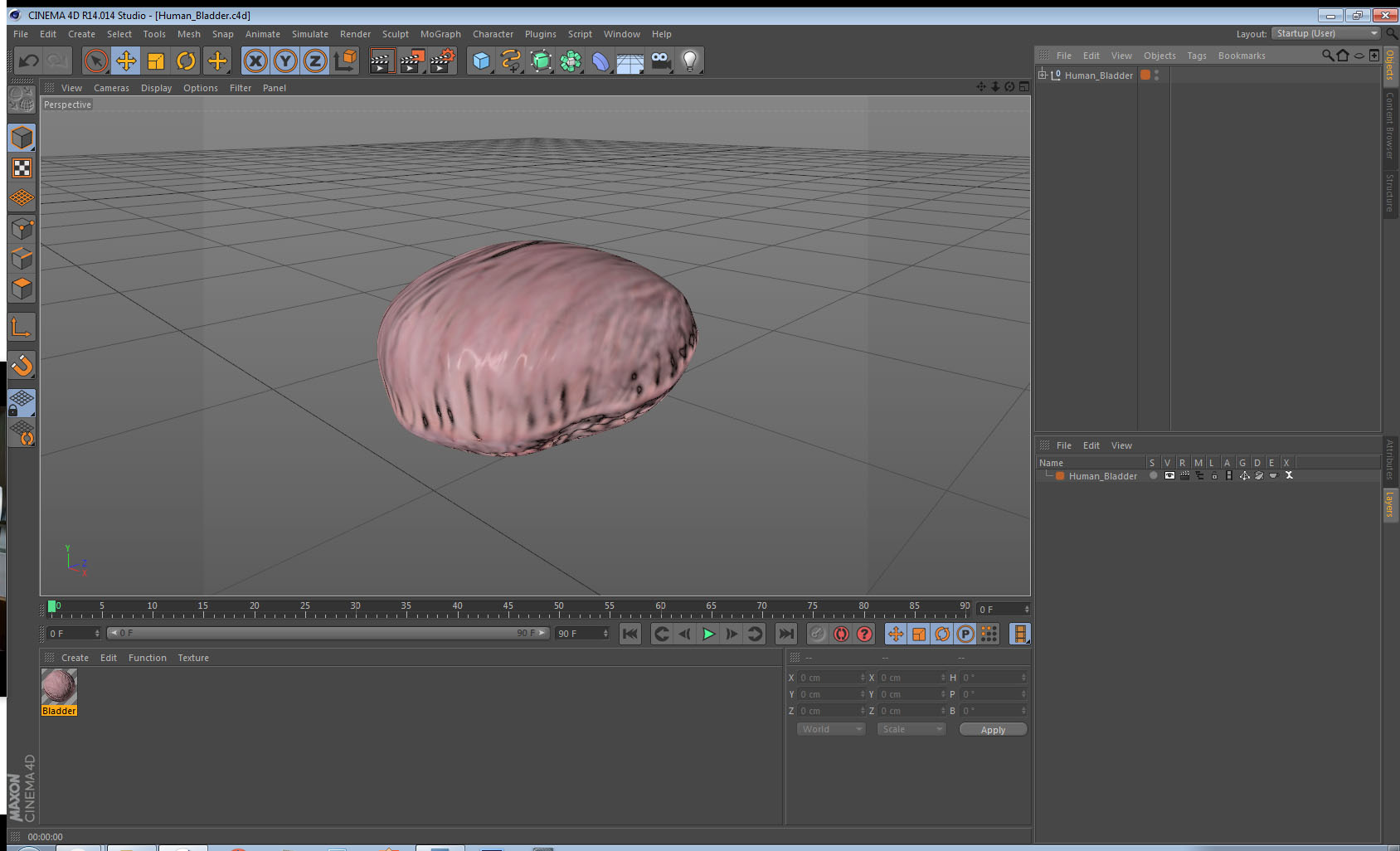 3D Human Bladder model