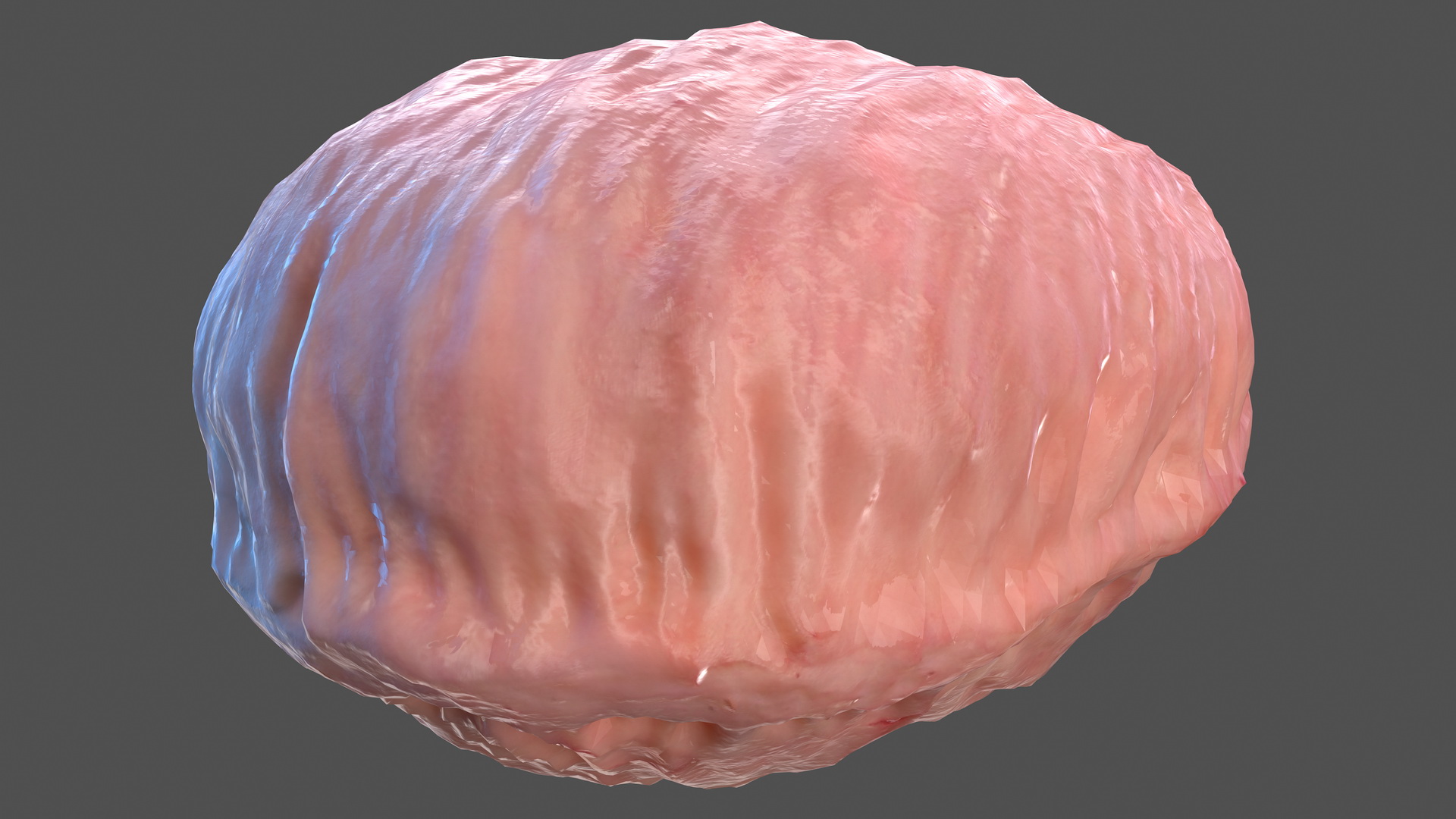 3D Human Bladder model