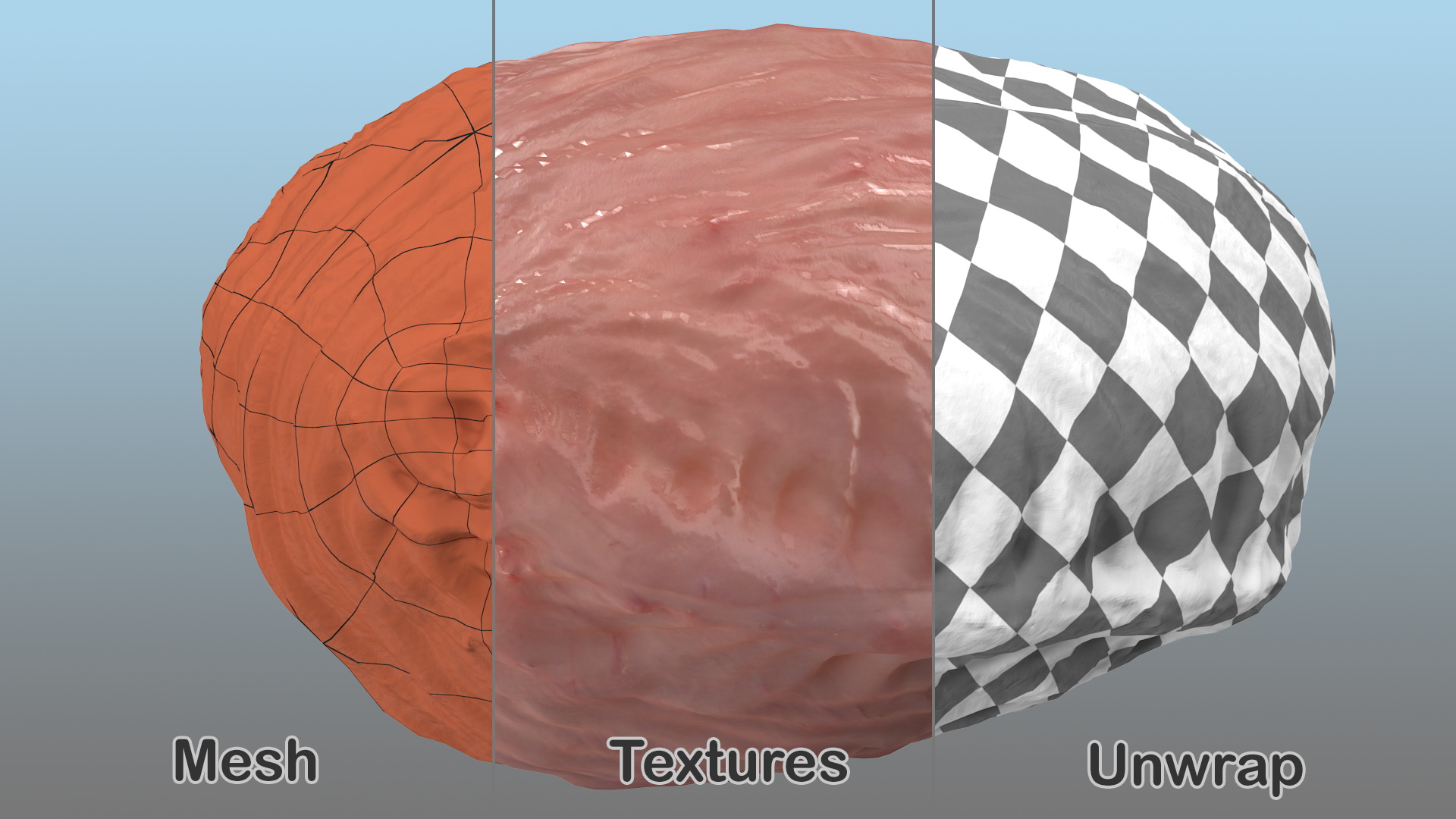 3D Human Bladder model