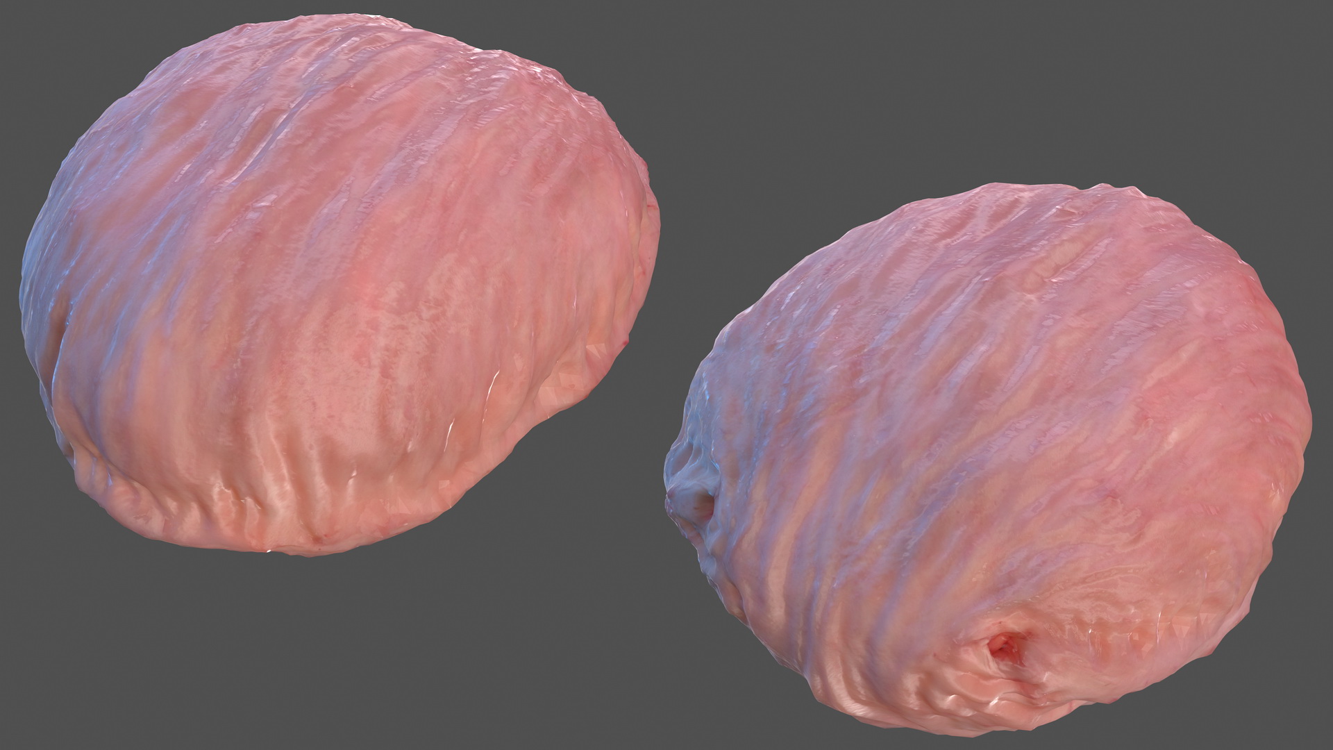 3D Human Bladder model