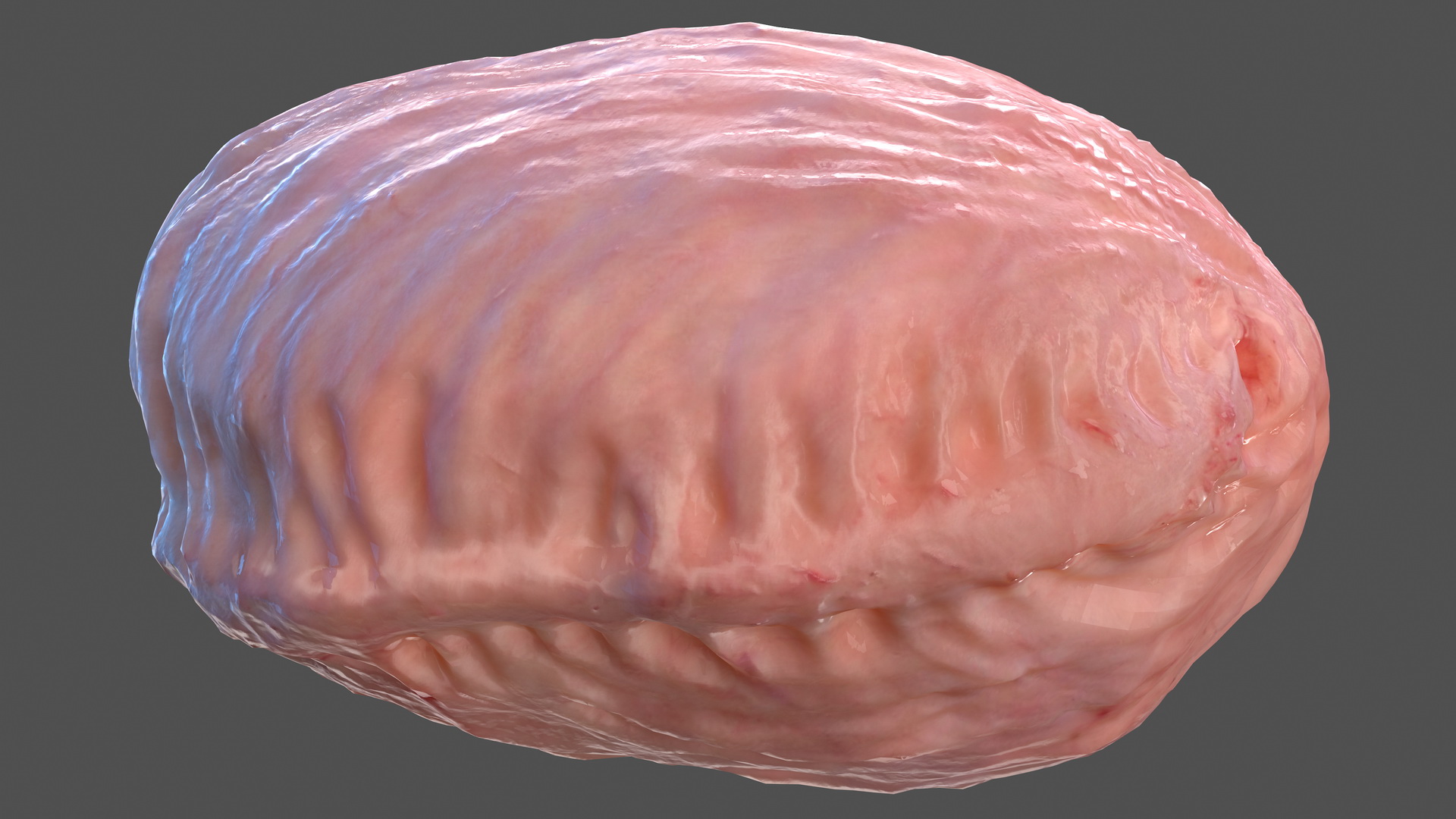 3D Human Bladder model