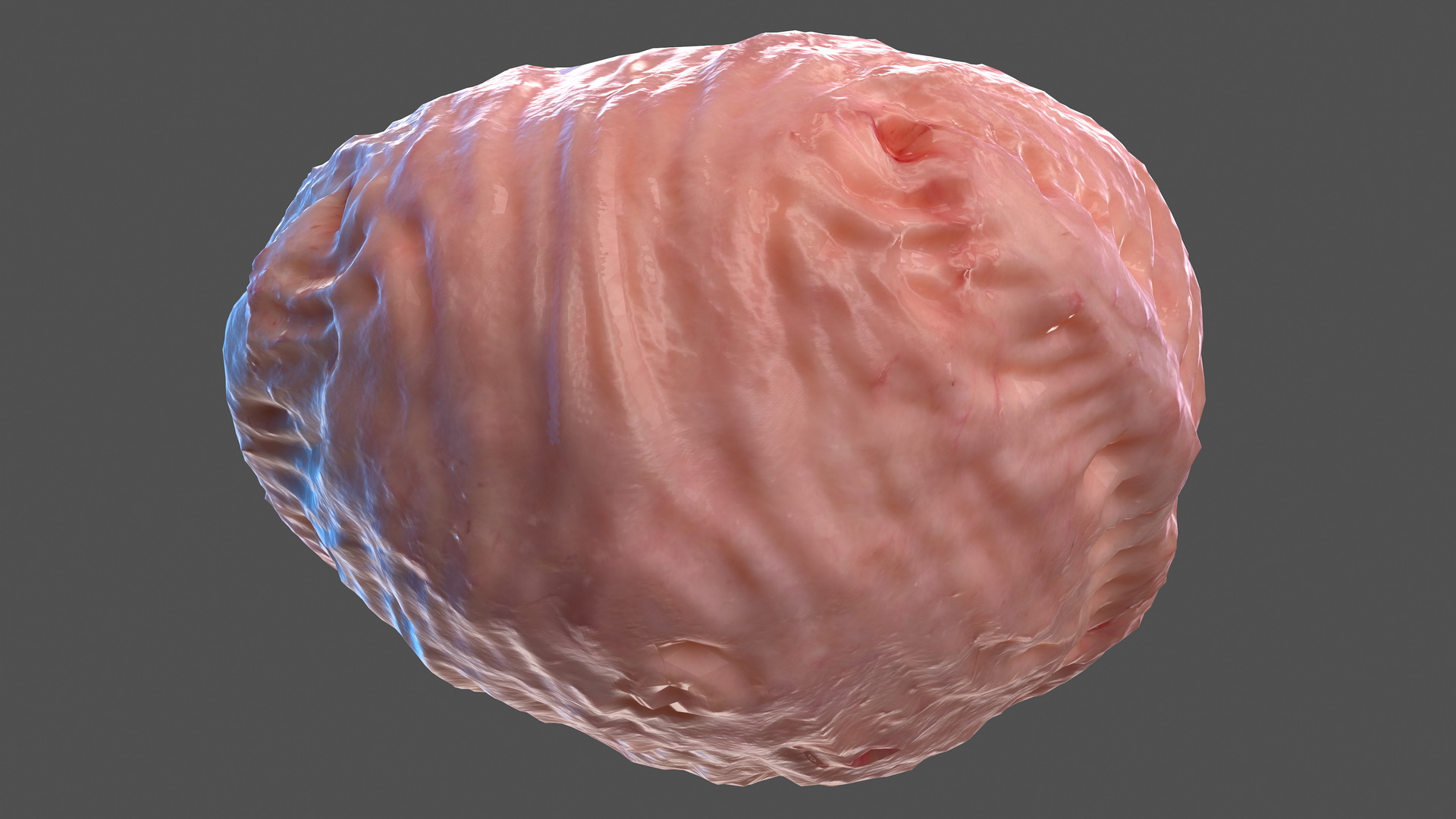 3D Human Bladder model