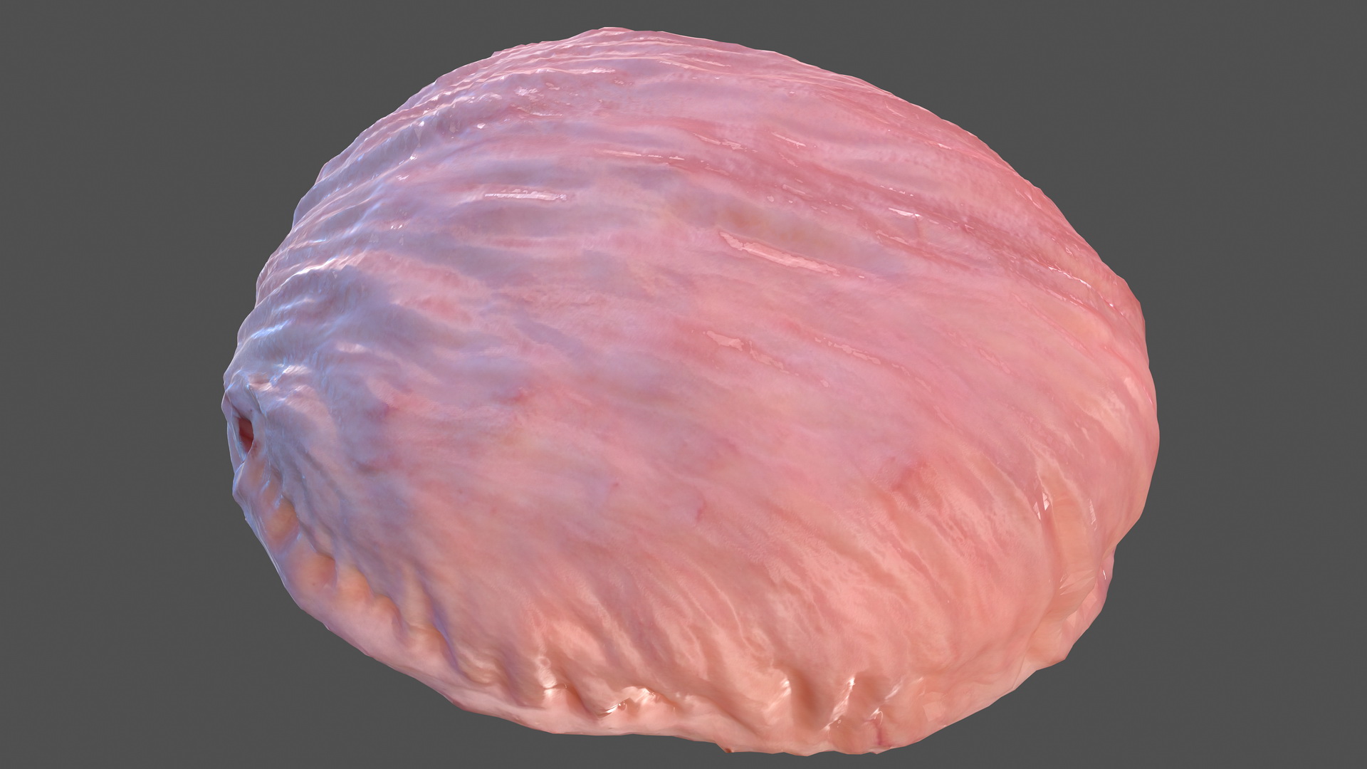 3D Human Bladder model