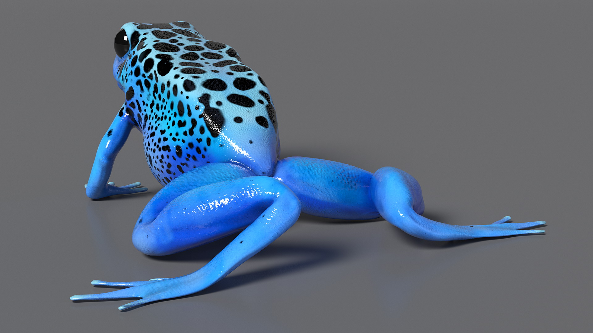 3D model Poison Dart Frog Blue Crawling Pose