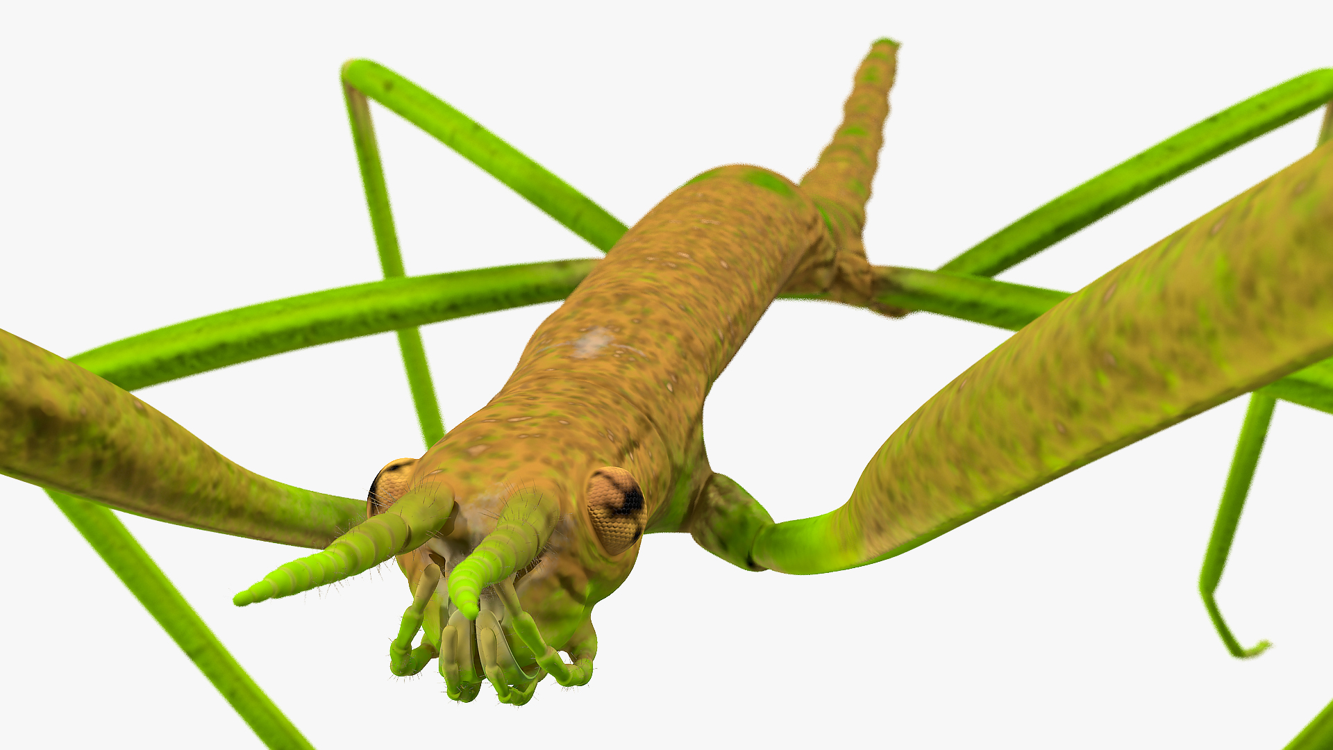 Phasmatodea Stick Insect 3D model