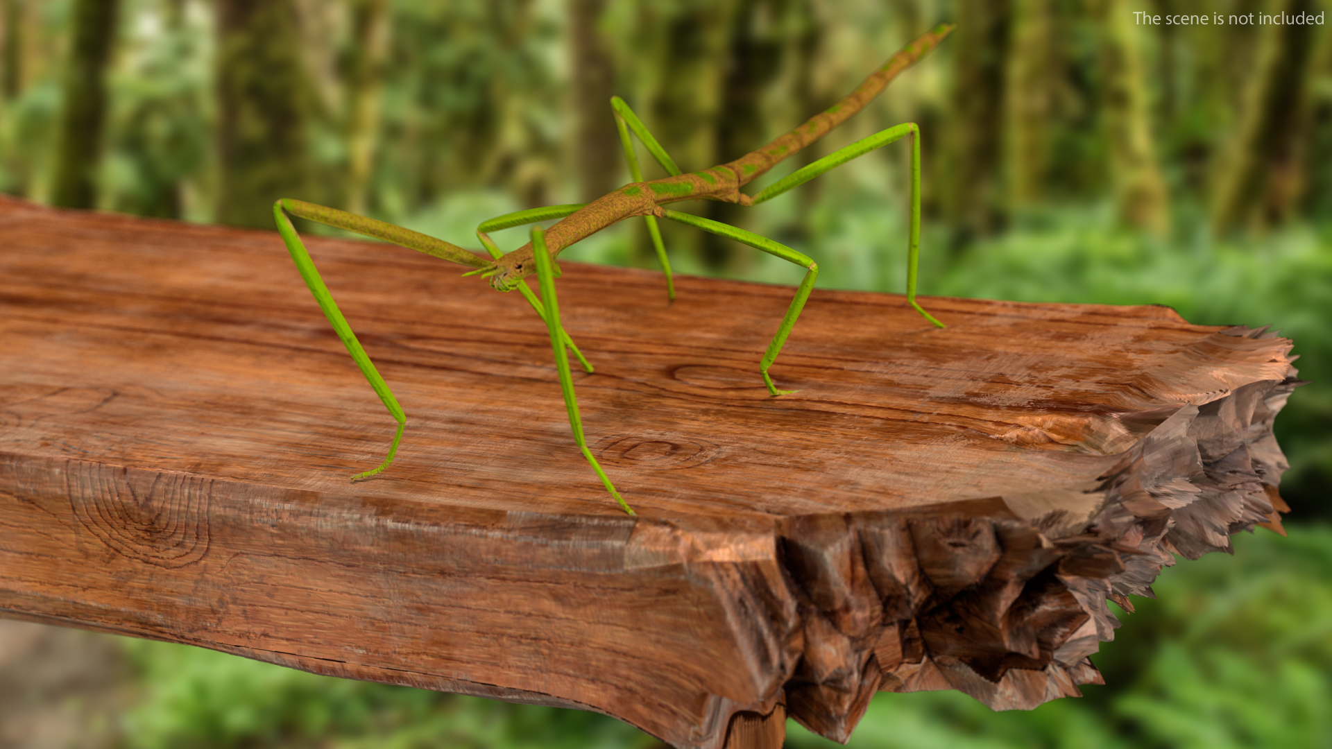 Phasmatodea Stick Insect 3D model