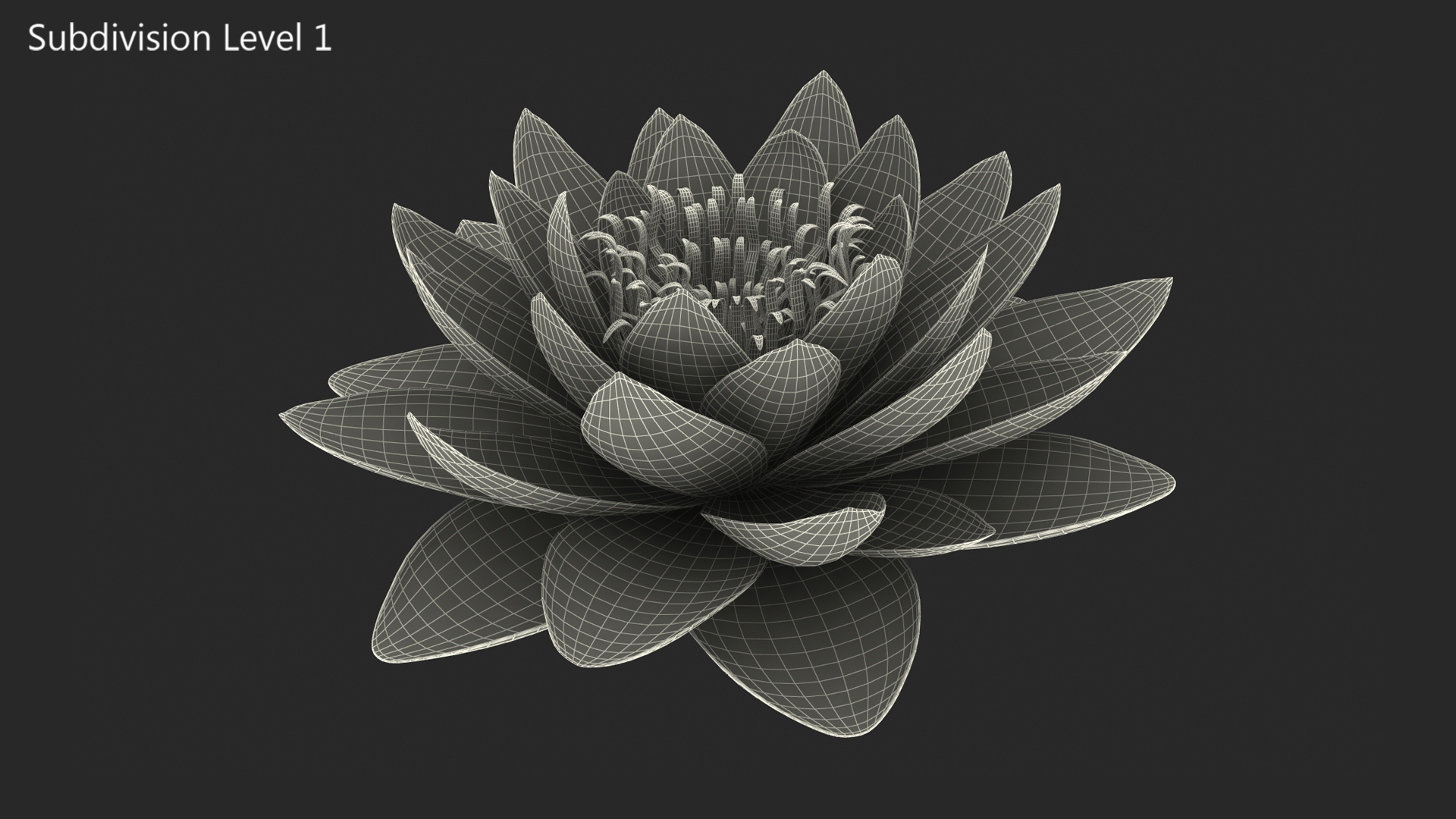Blooming Nymphaea Siam Purple 3D model