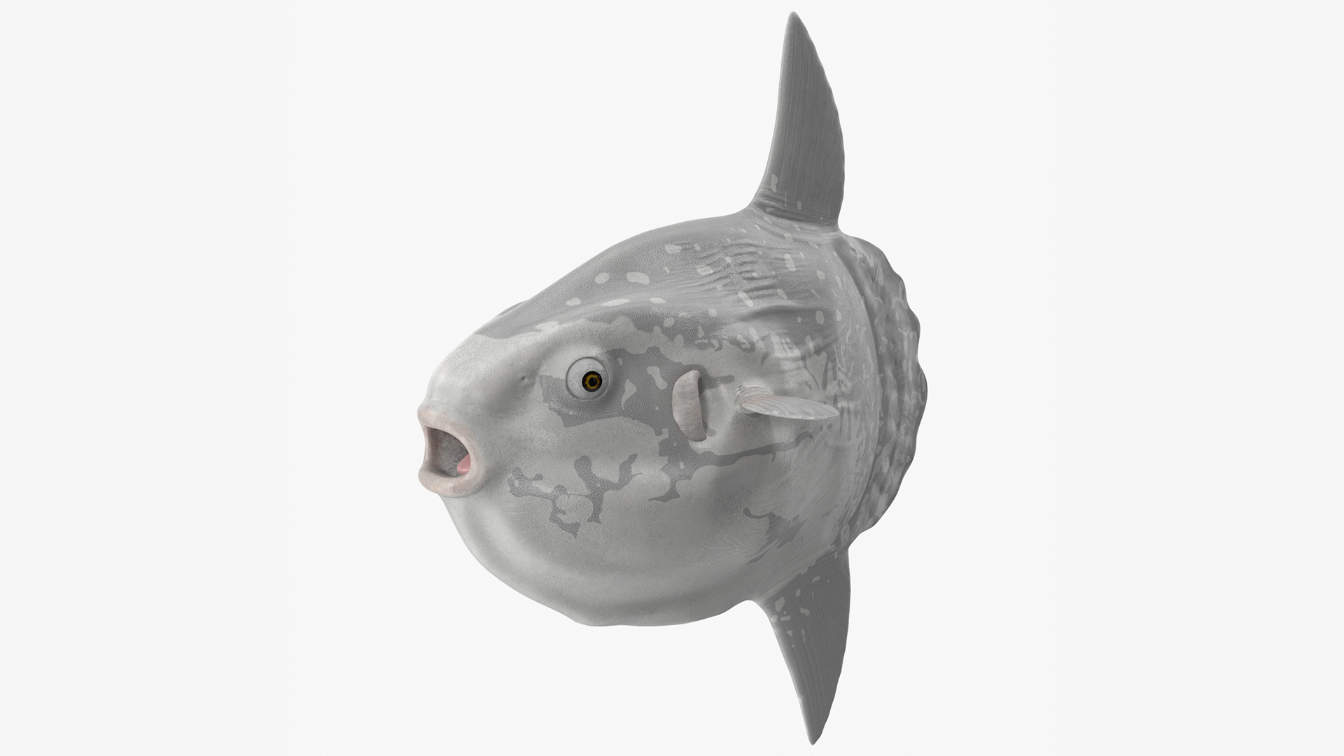 3D Mola Mola Ocean Sunfish model