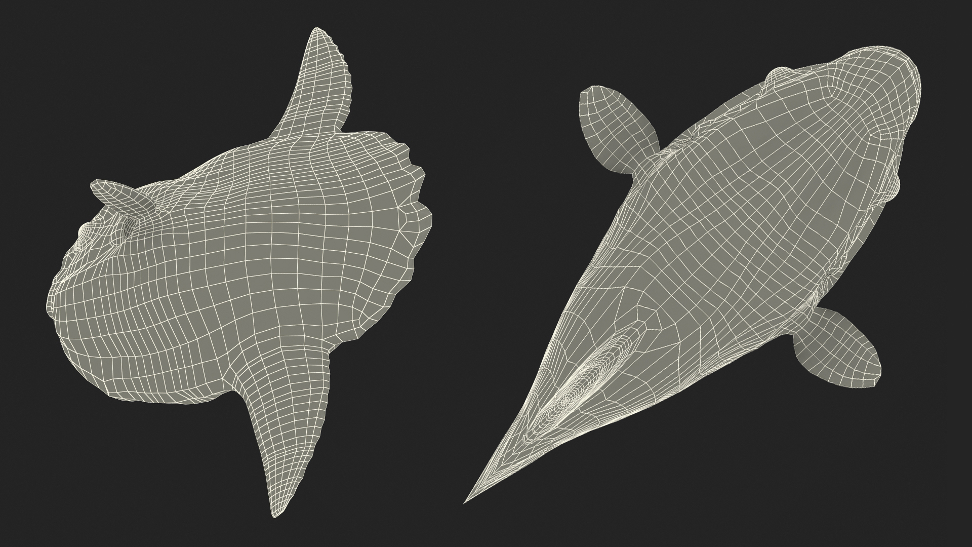 3D Mola Mola Ocean Sunfish model