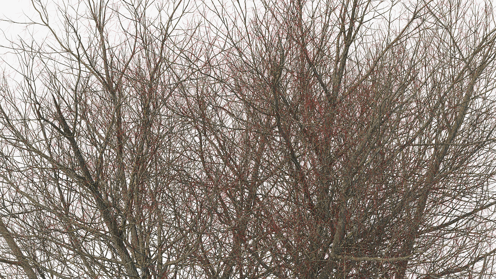 3D White Ash Tree Autumn
