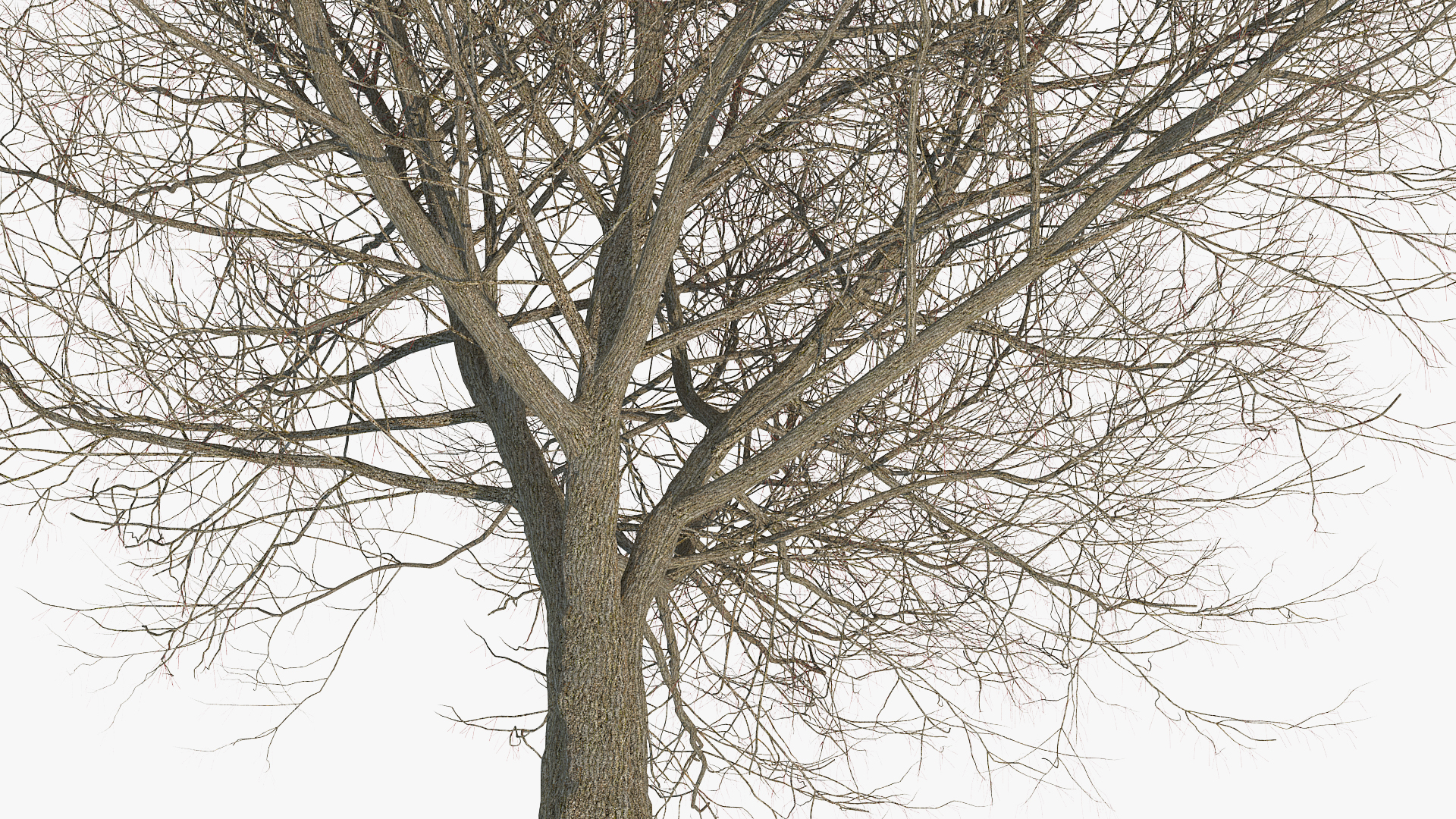3D White Ash Tree Autumn