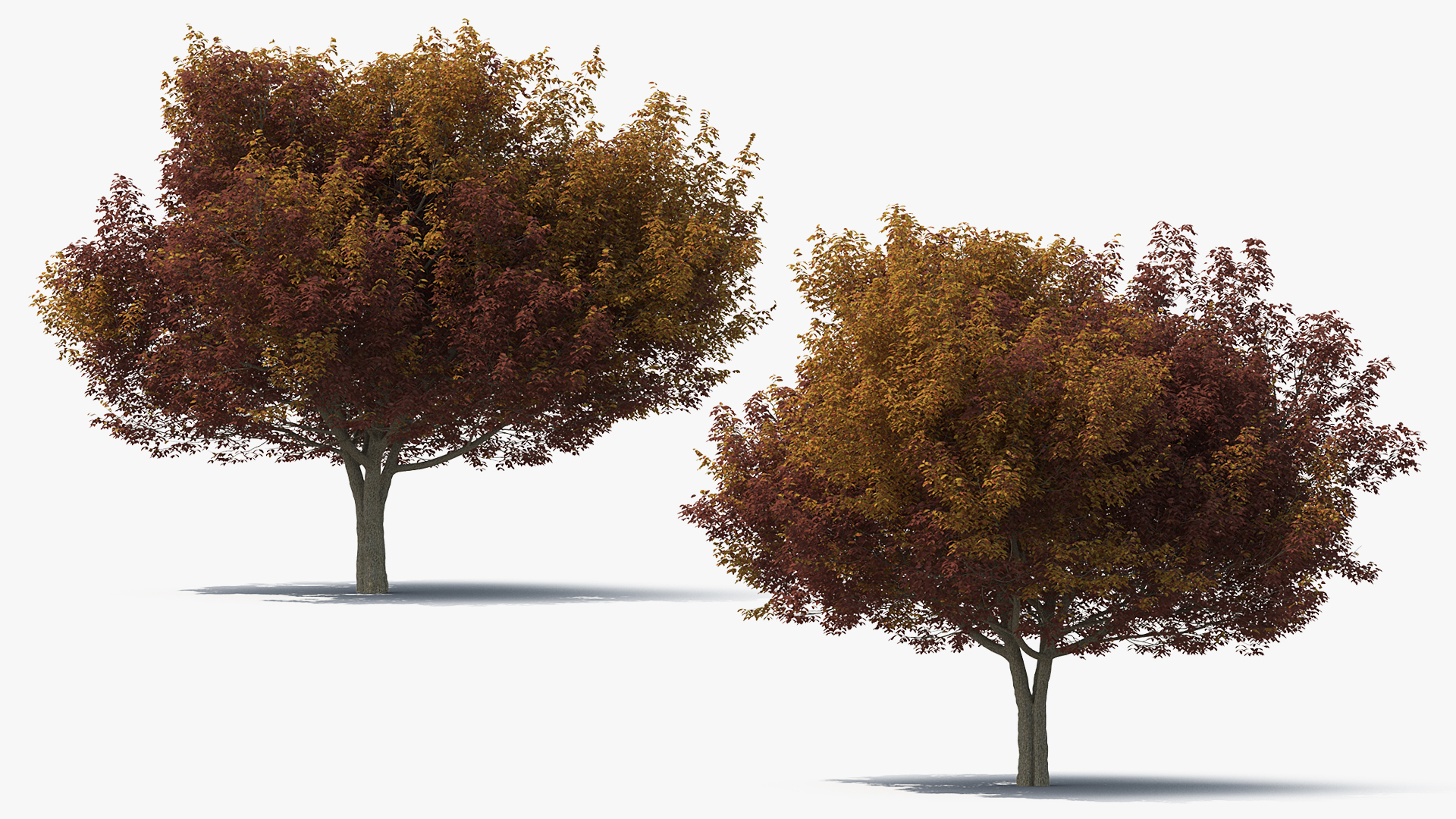 3D White Ash Tree Autumn