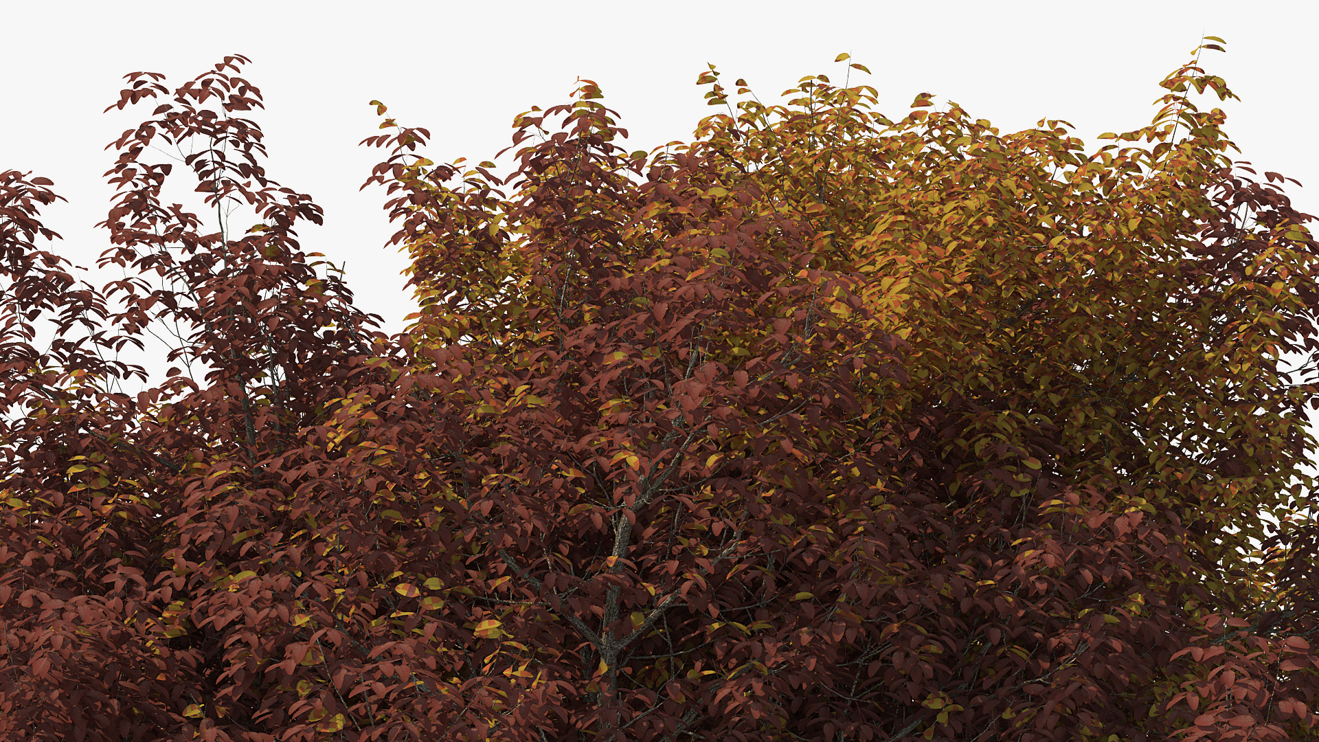 3D White Ash Tree Autumn
