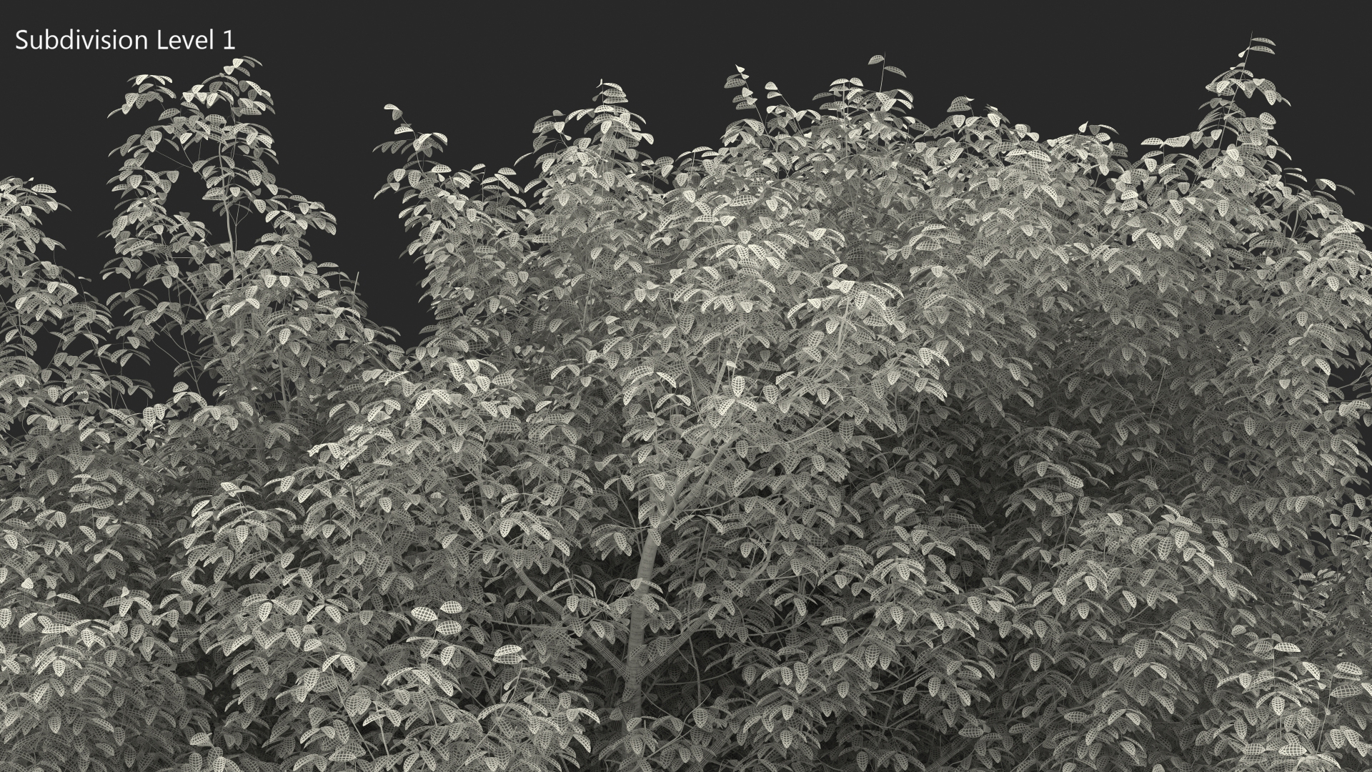 3D White Ash Tree Autumn