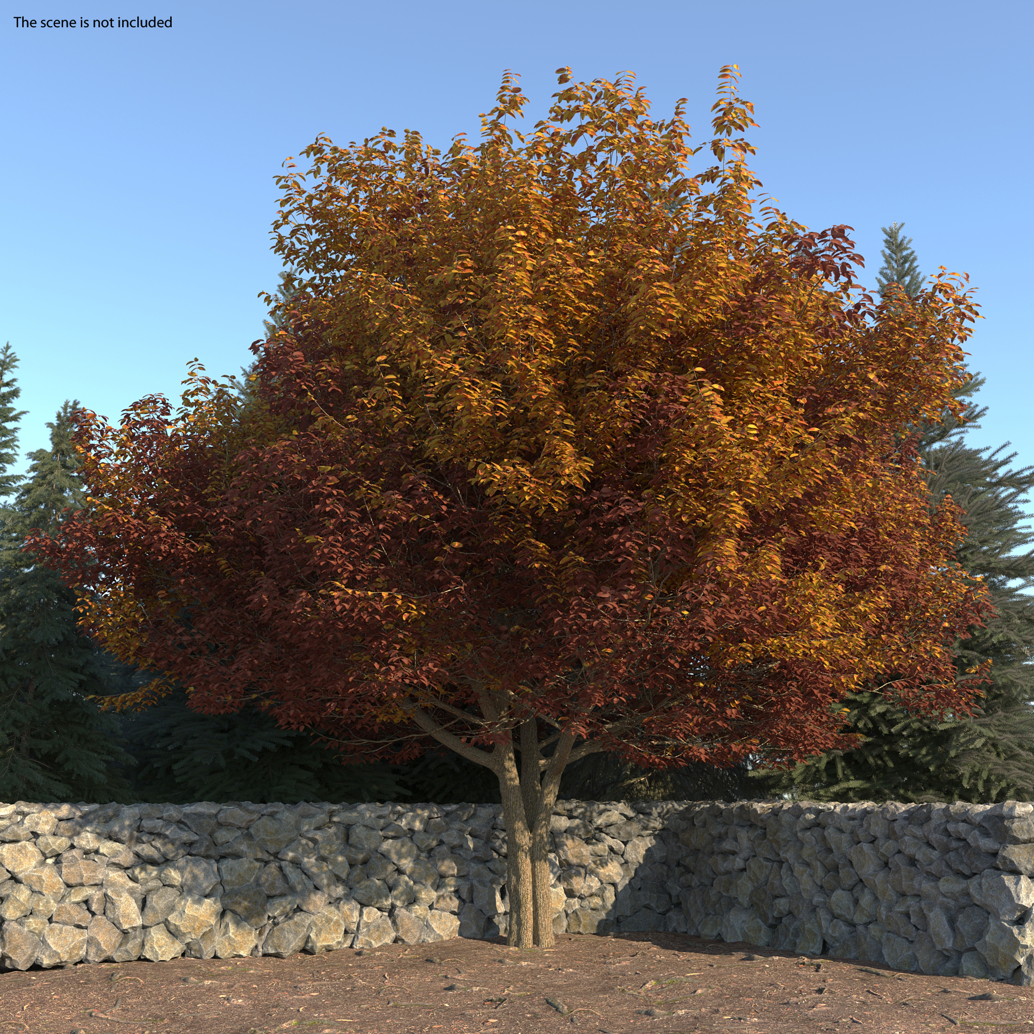 3D White Ash Tree Autumn
