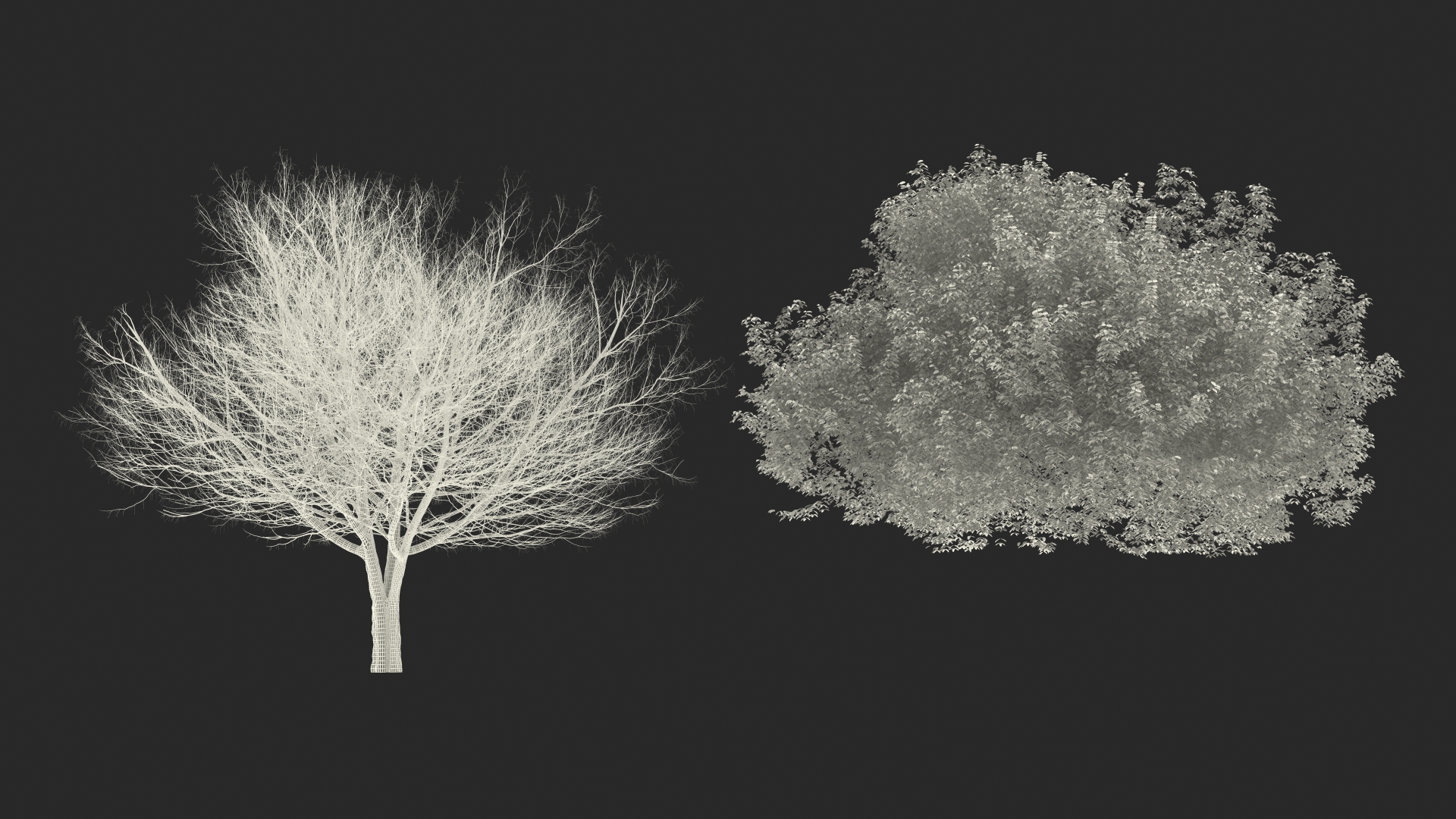 3D White Ash Tree Autumn