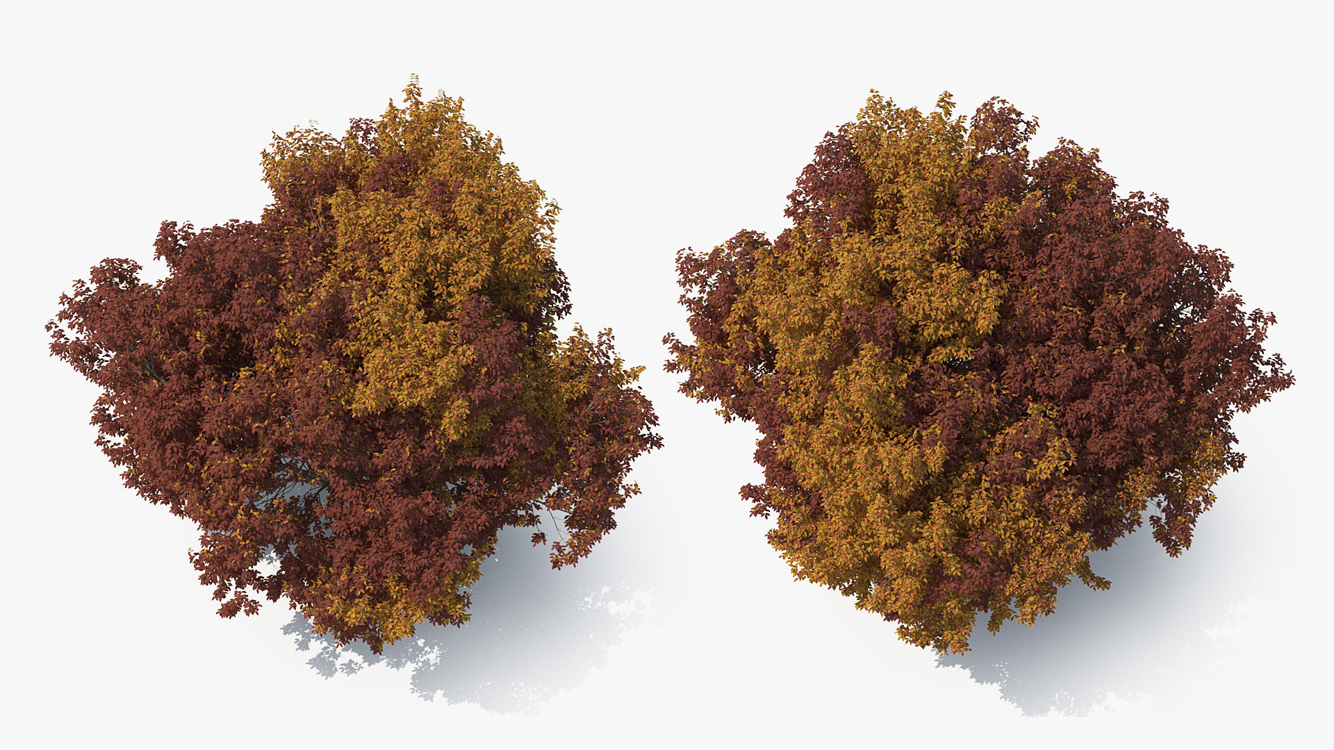 3D White Ash Tree Autumn