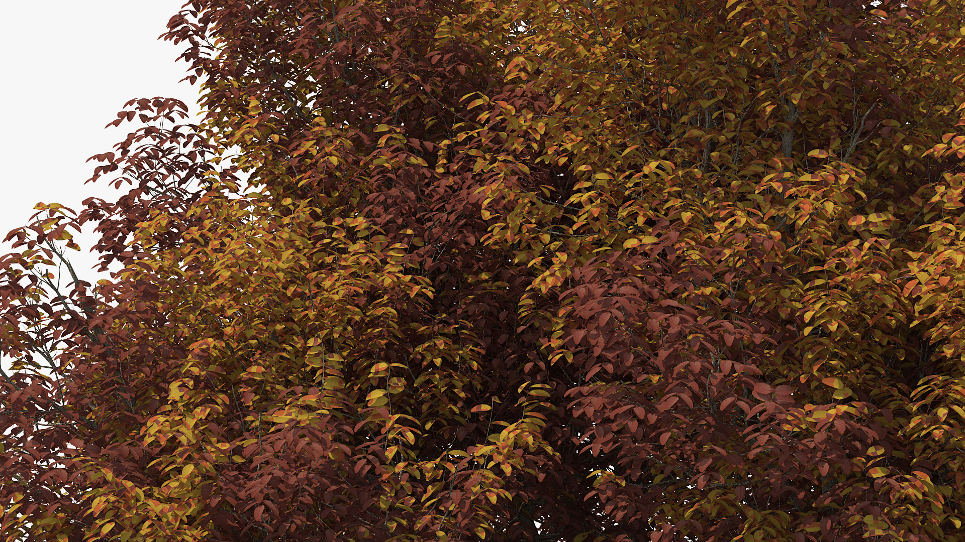 3D White Ash Tree Autumn